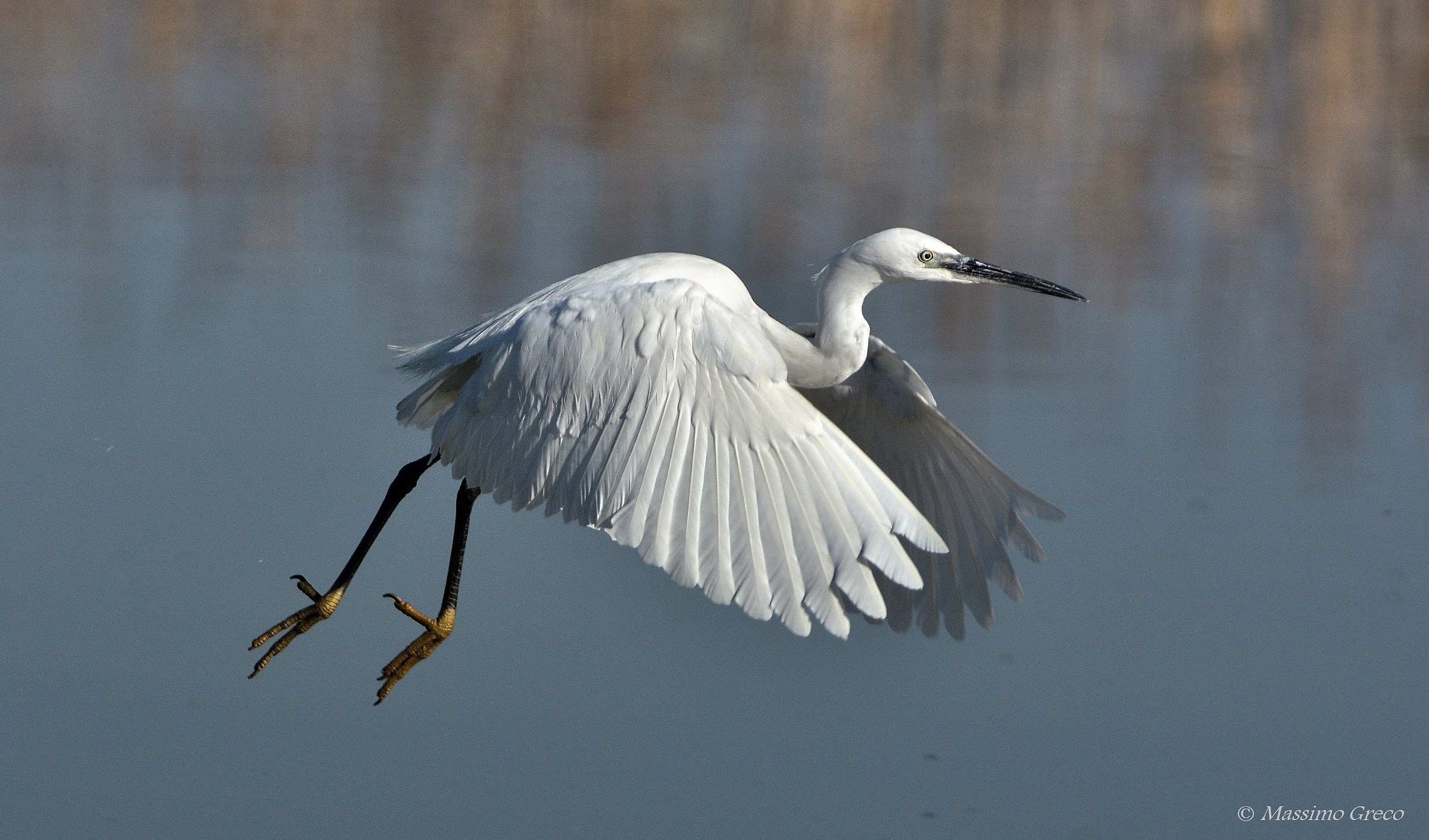 Egret in flight