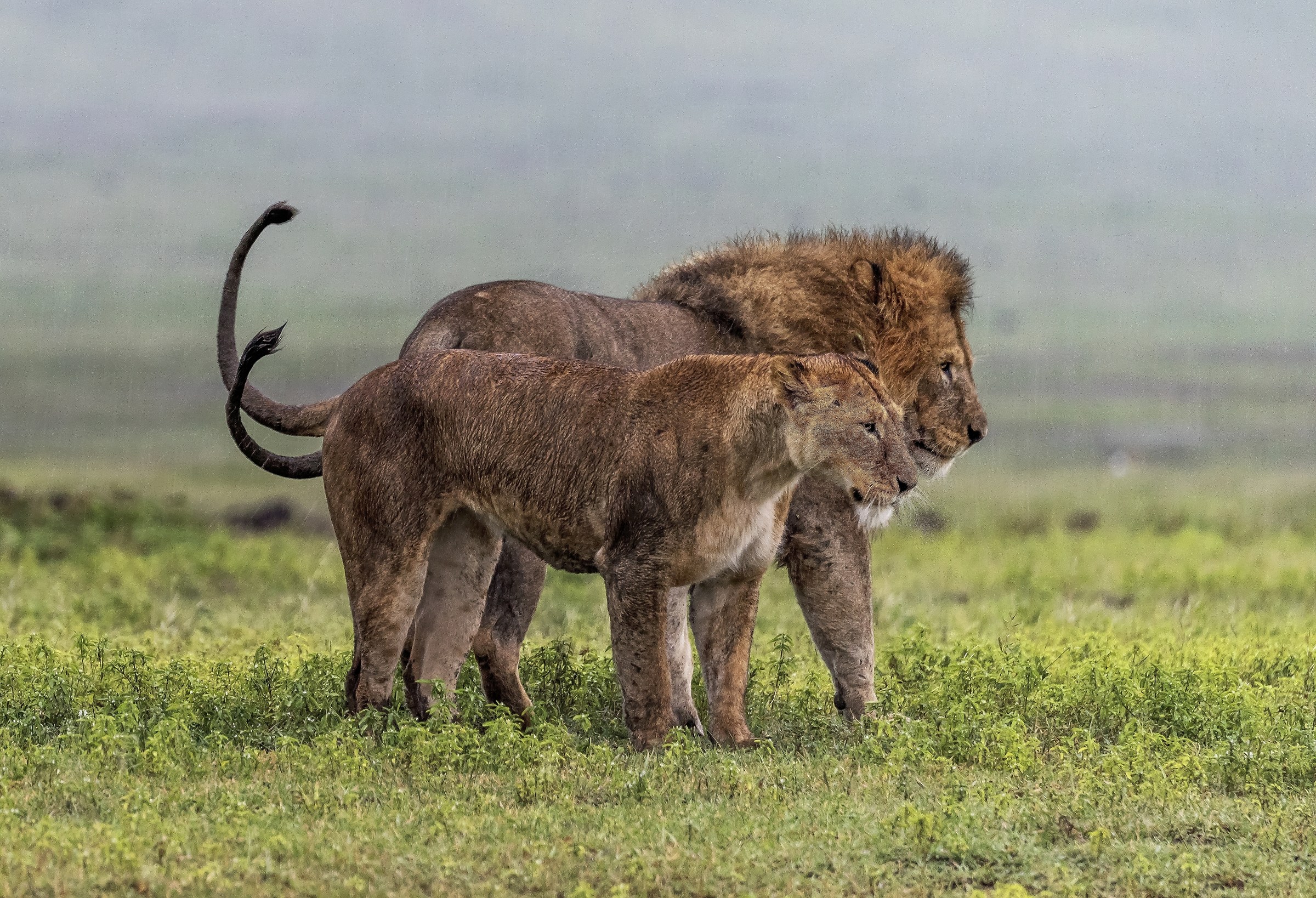 Tanzania 2017 - La coppia sotto la pioggia