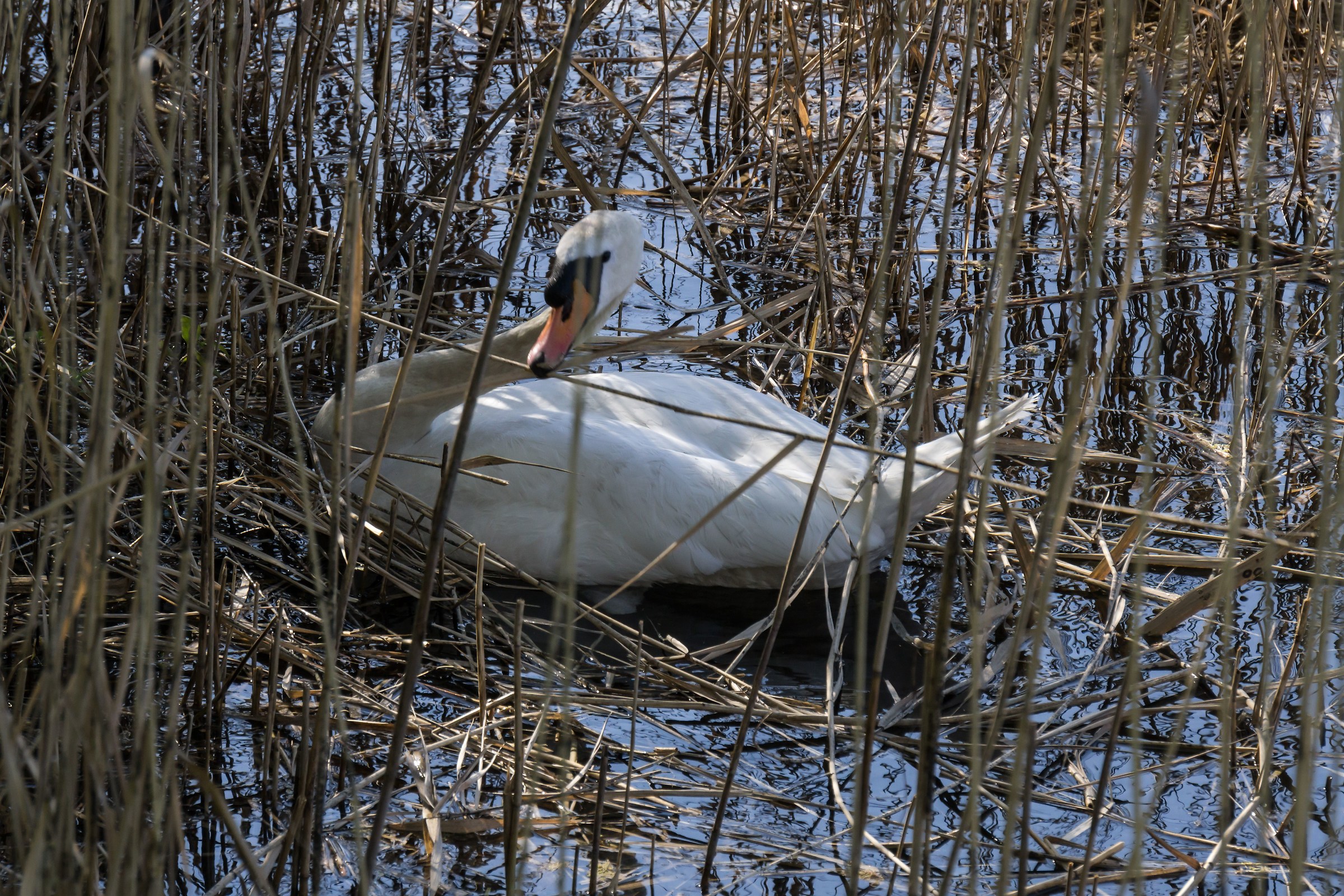 Cigno maschio che si procura le canne per il nido - 2
