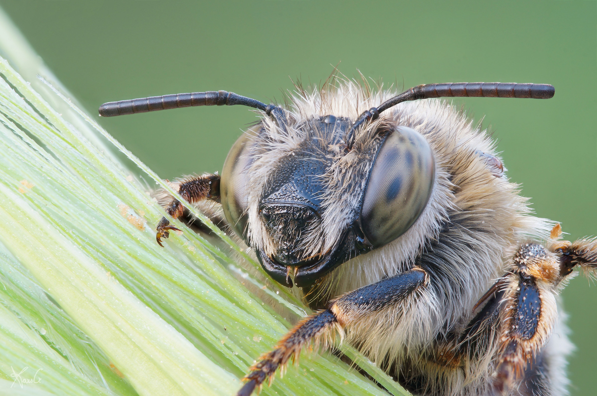 Hello, I am the little bee
