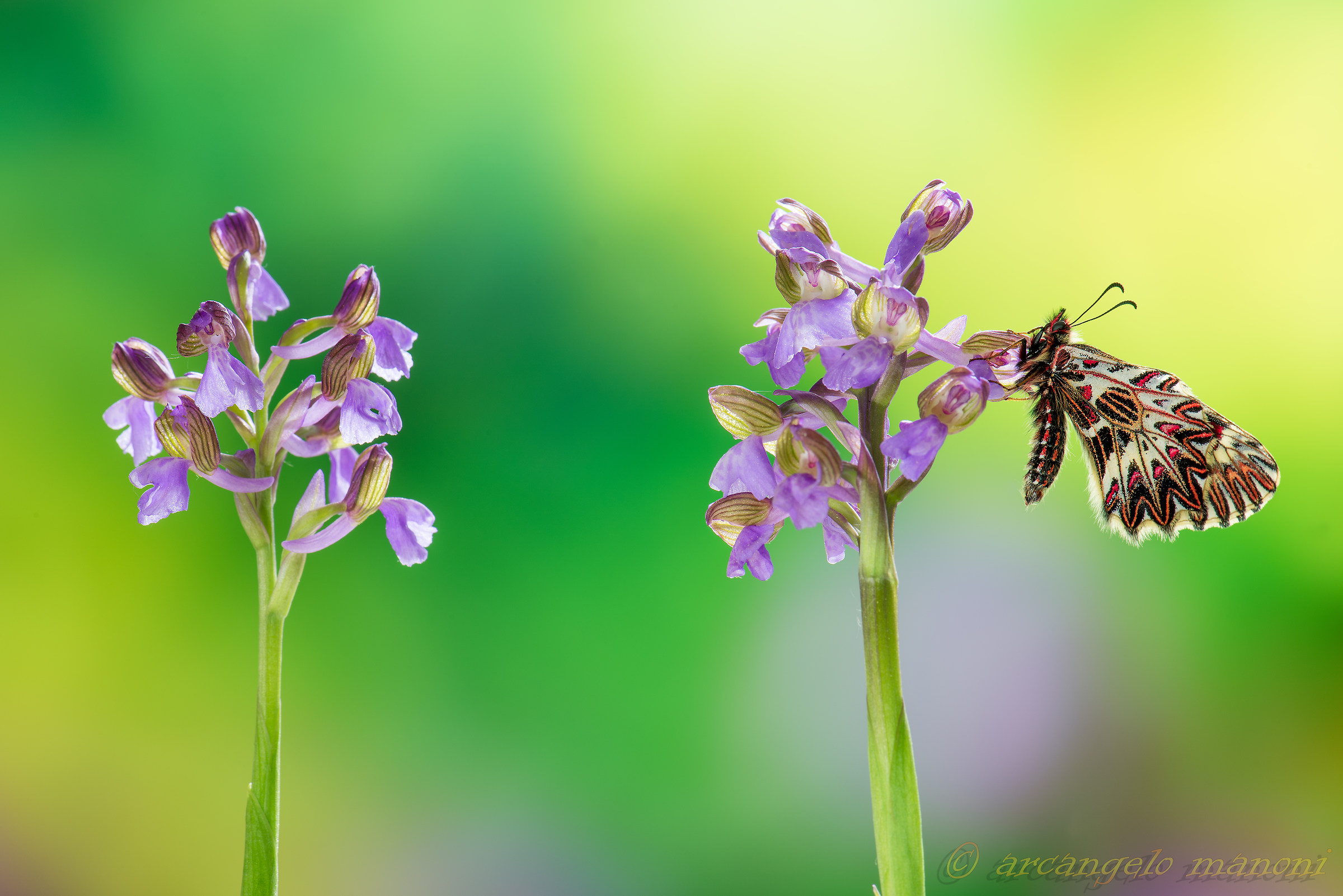 In search of the '' paradise ''