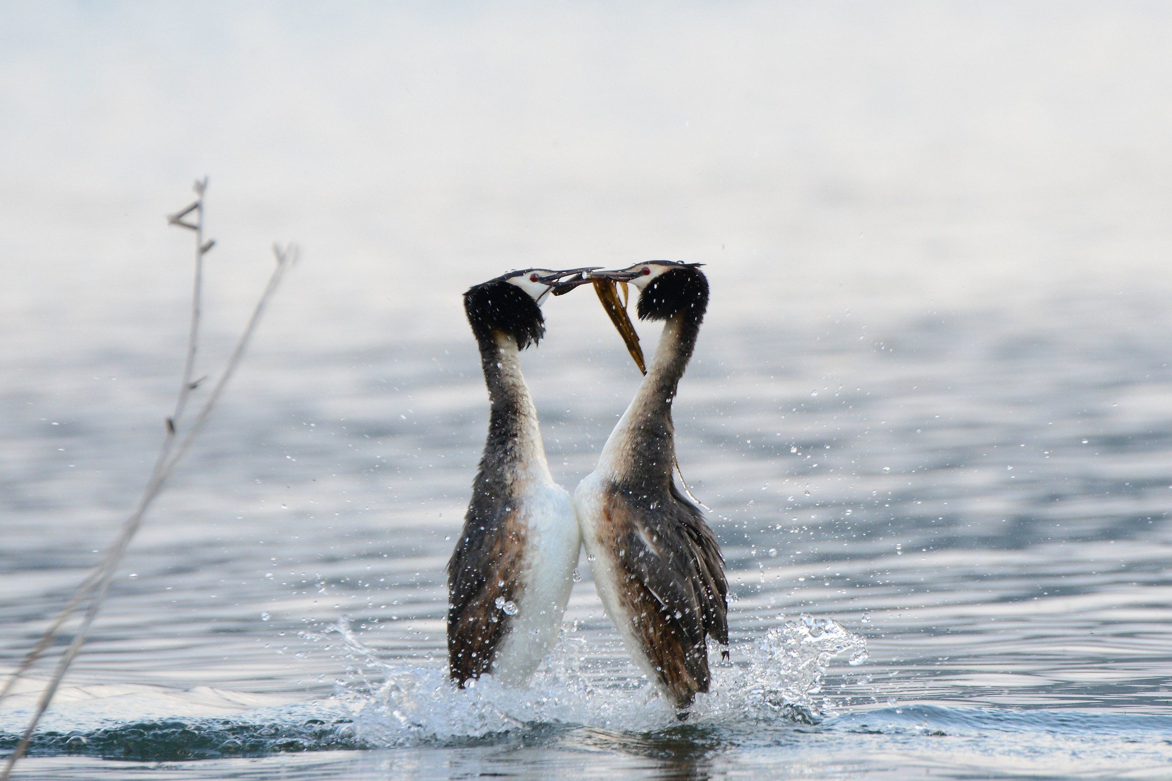 grebes
