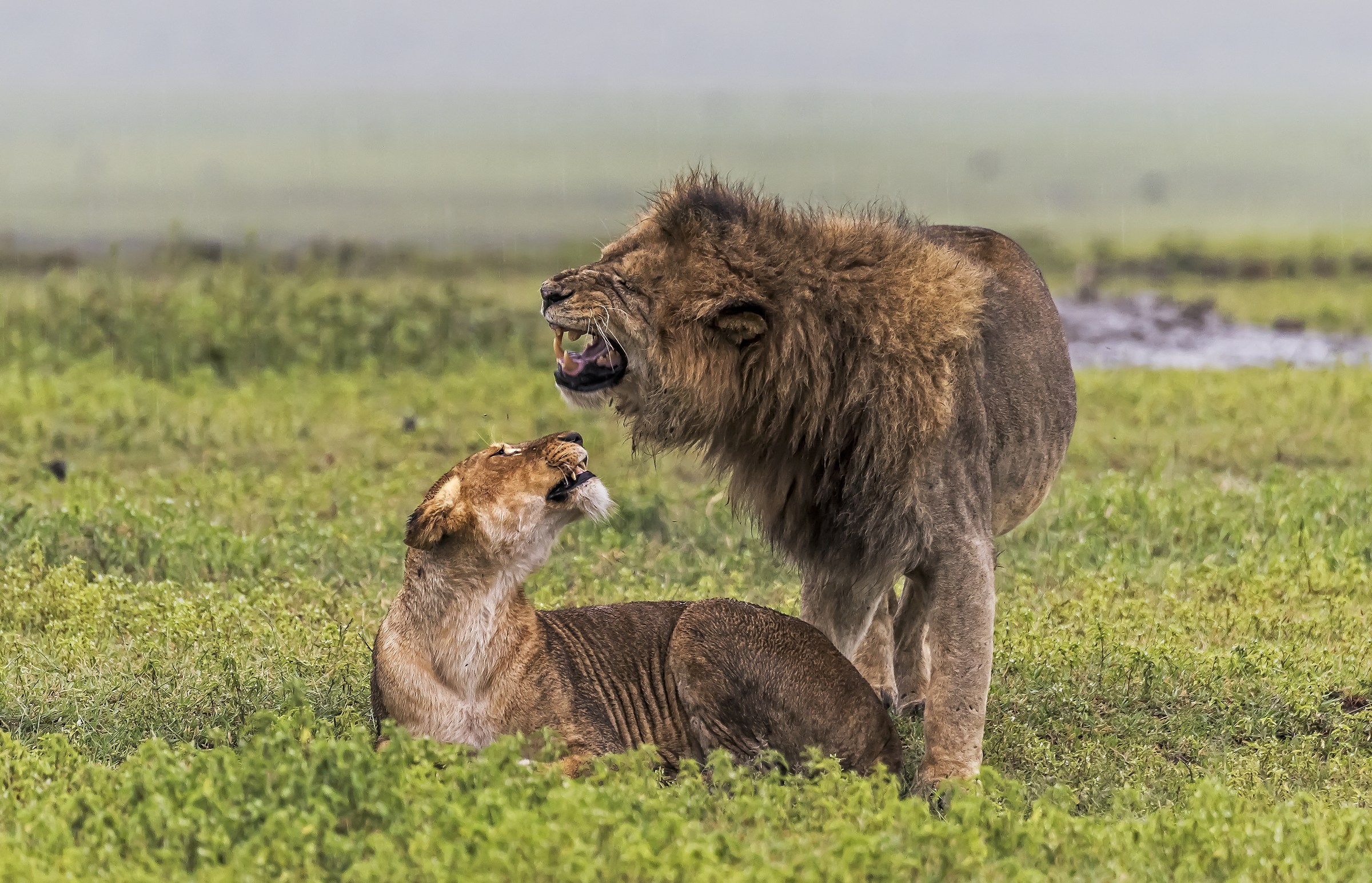 Tanzania 2017 - Amori nervosi