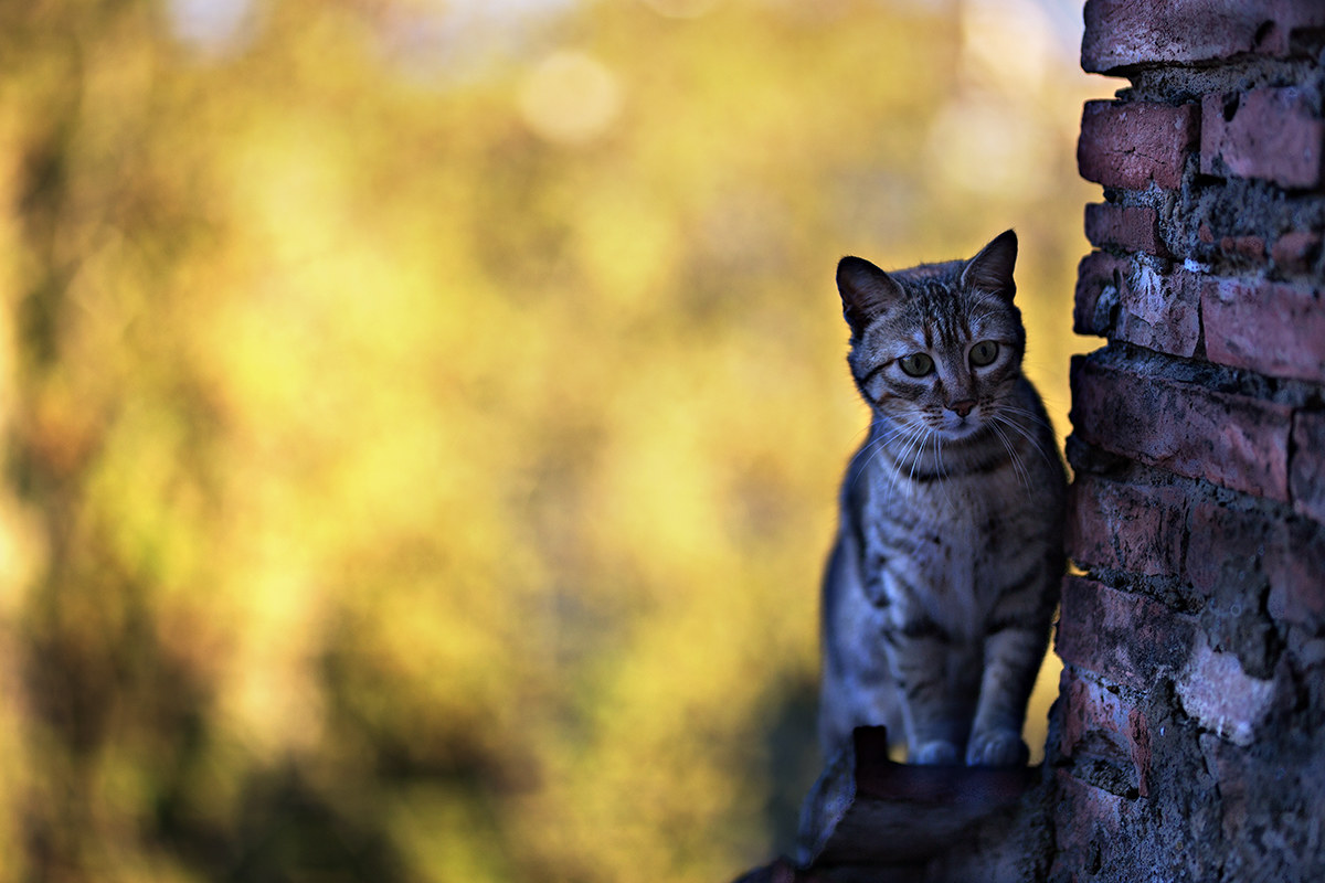 Il gatto del vicino.