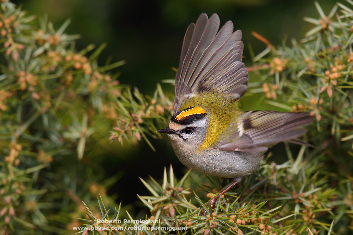 Il ventaglio del fiorrancino