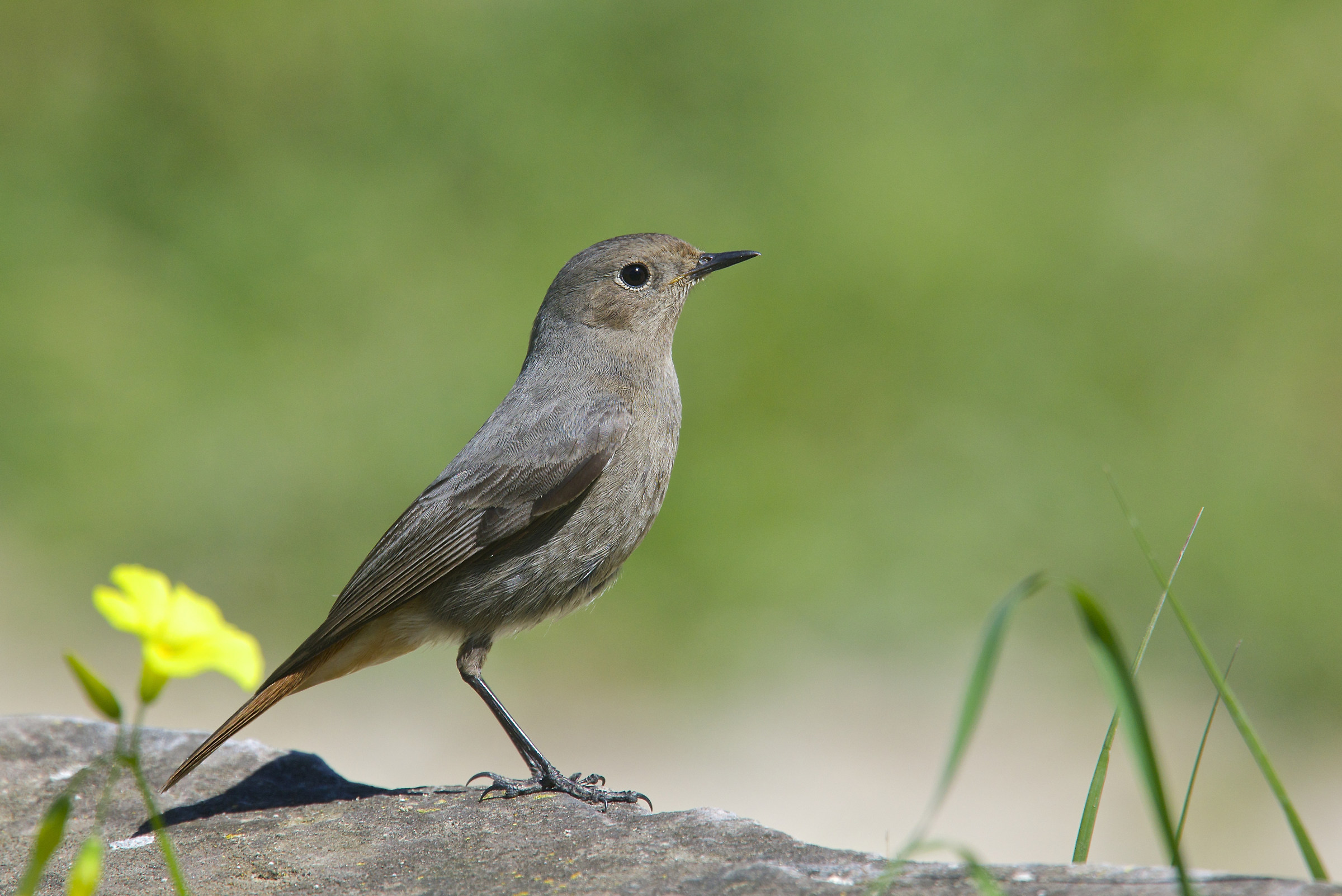 Black Redstart