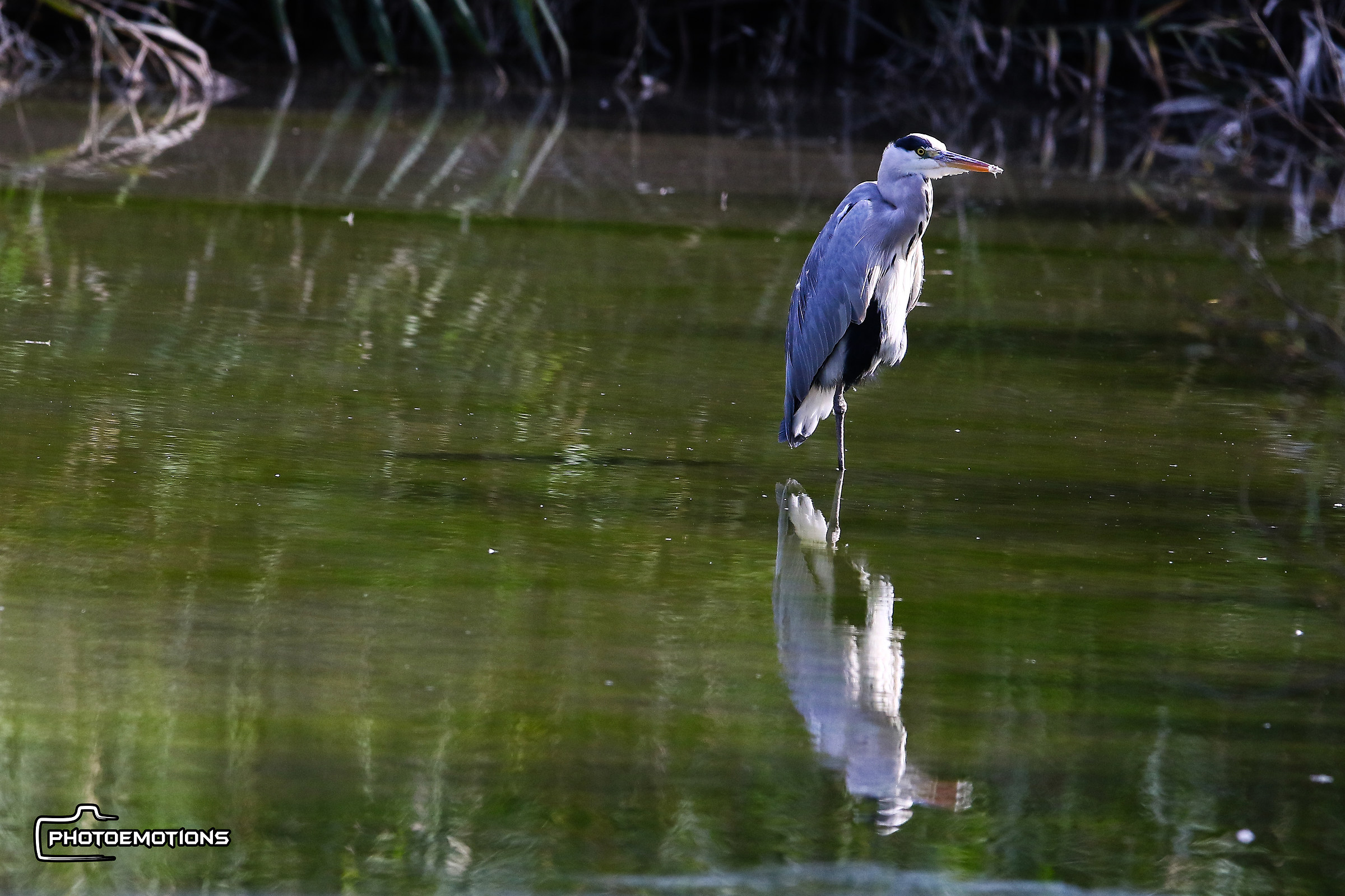 Oasis at Cave of Noale (ve)