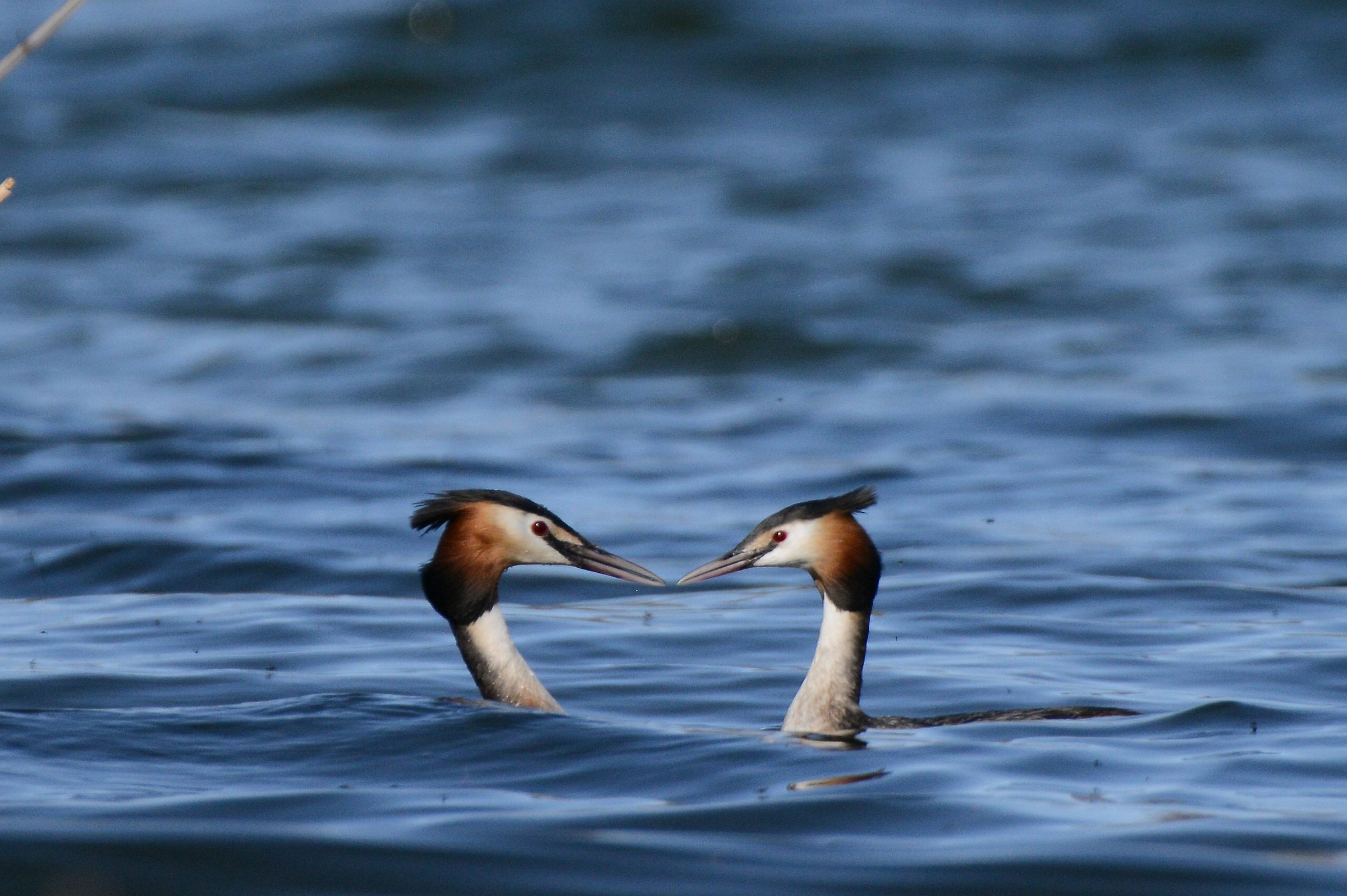 grebes