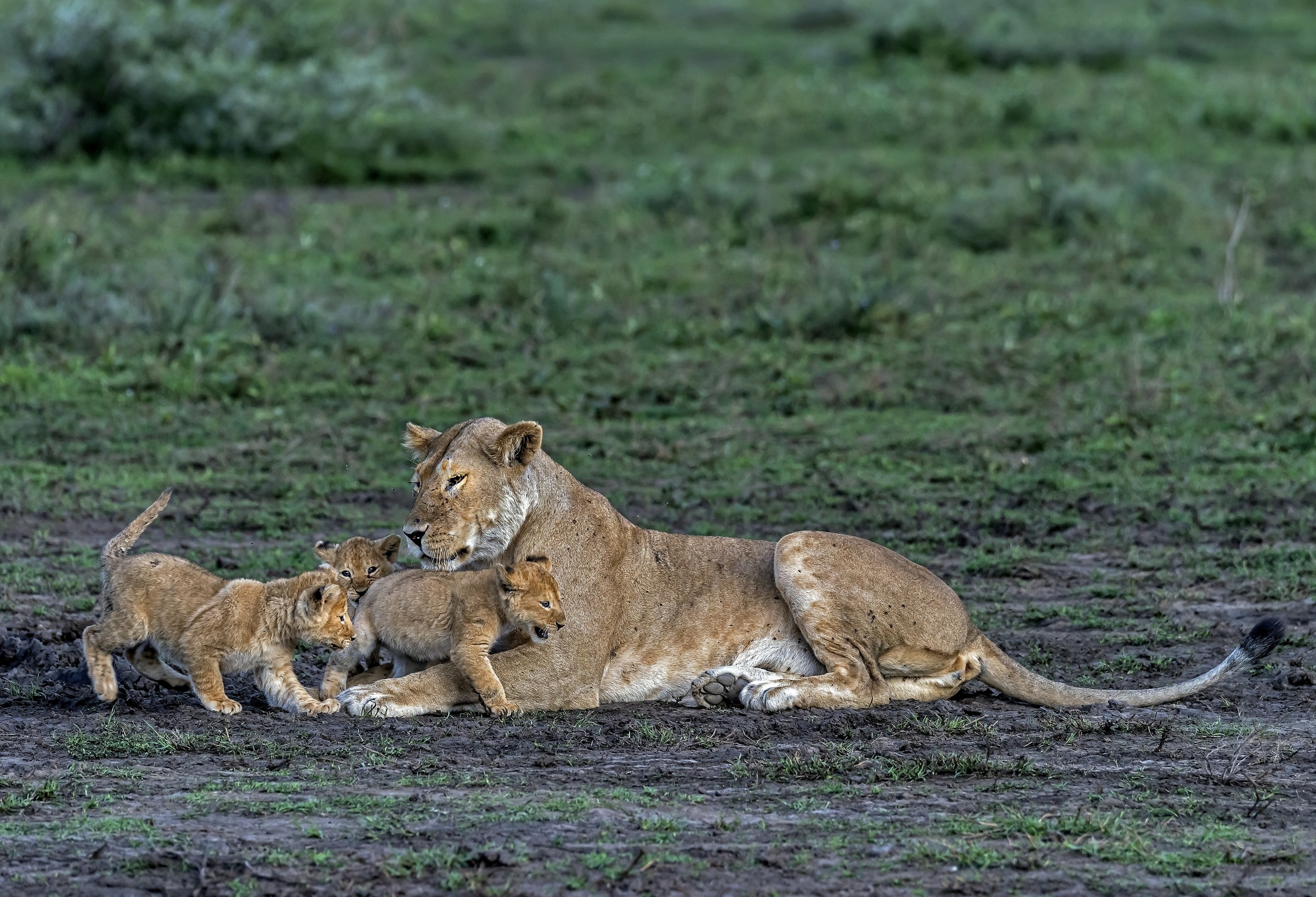 Tanzania 2017 - Tenerezze