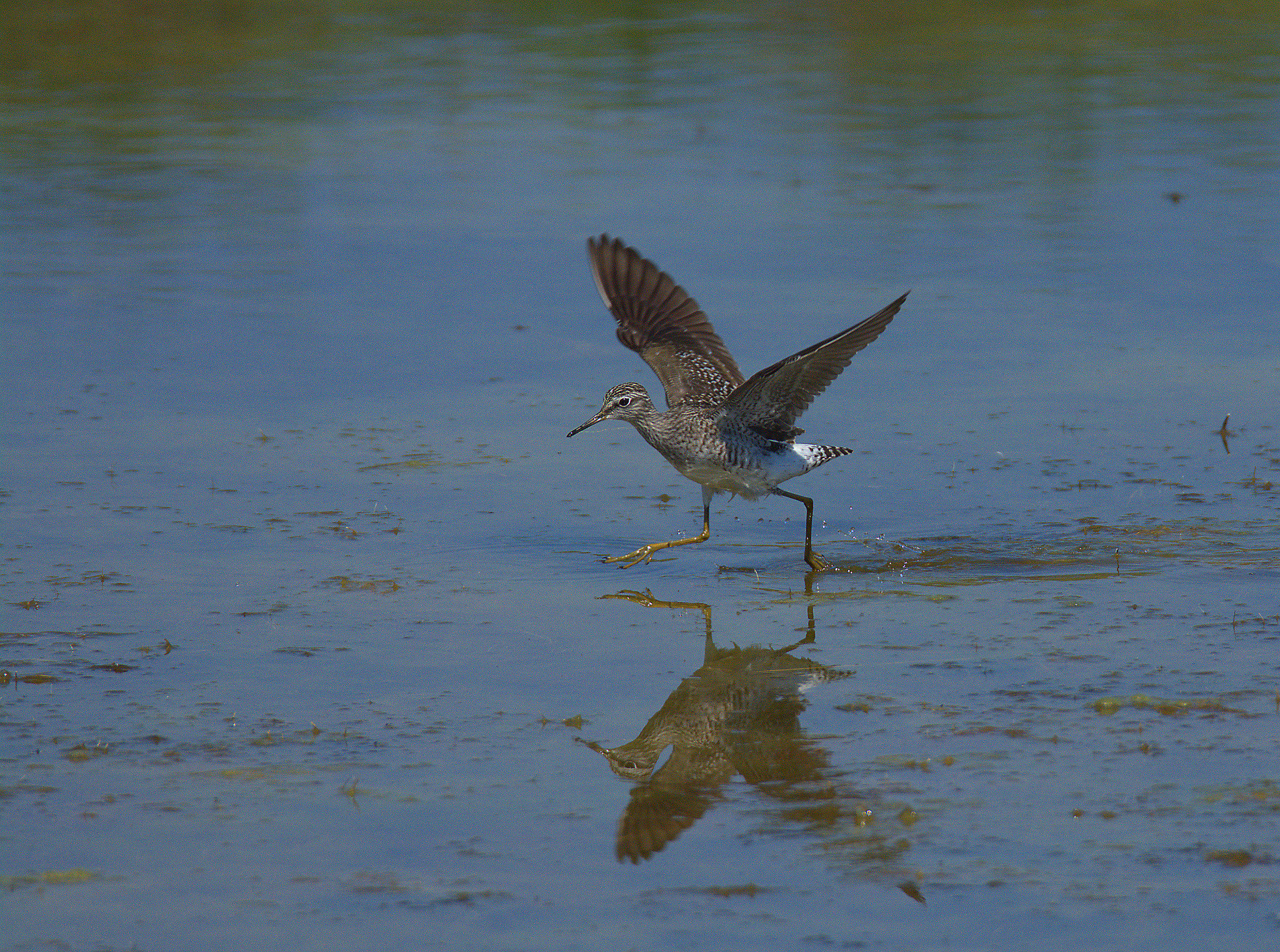 Wood Sandpiper