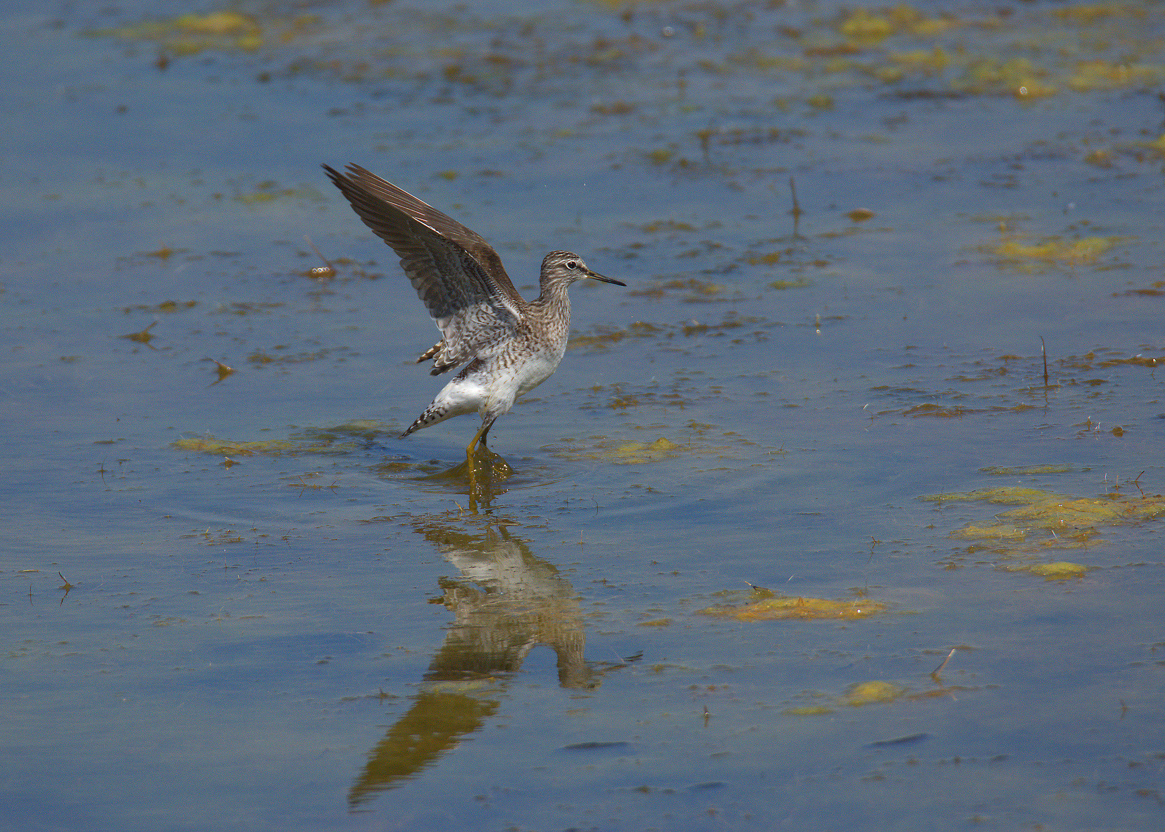 Wood Sandpiper