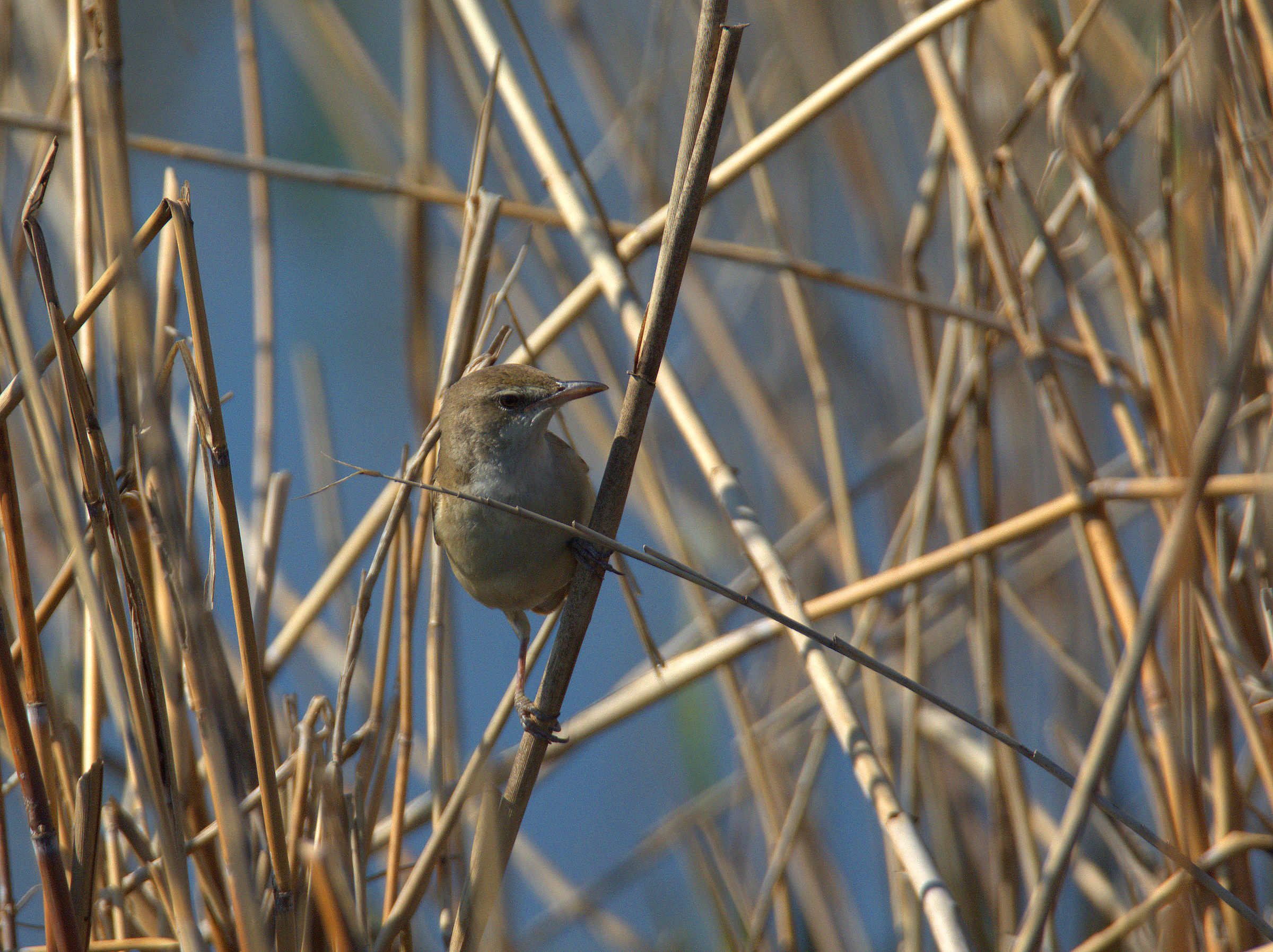 Reed warbler