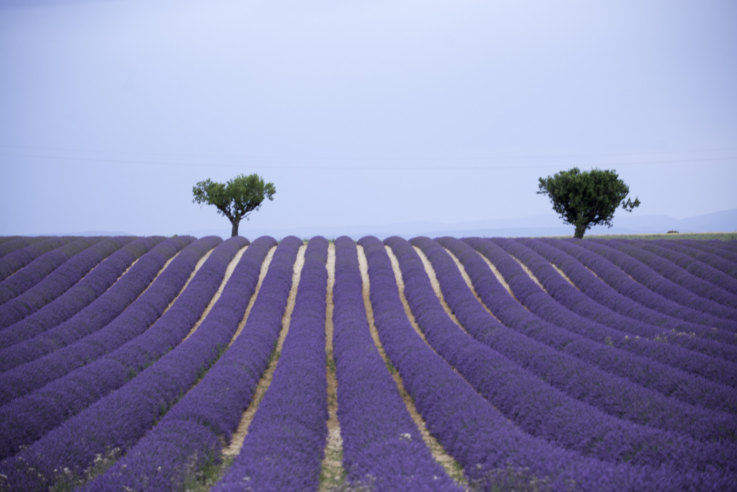 Provenza, filari di lavanda