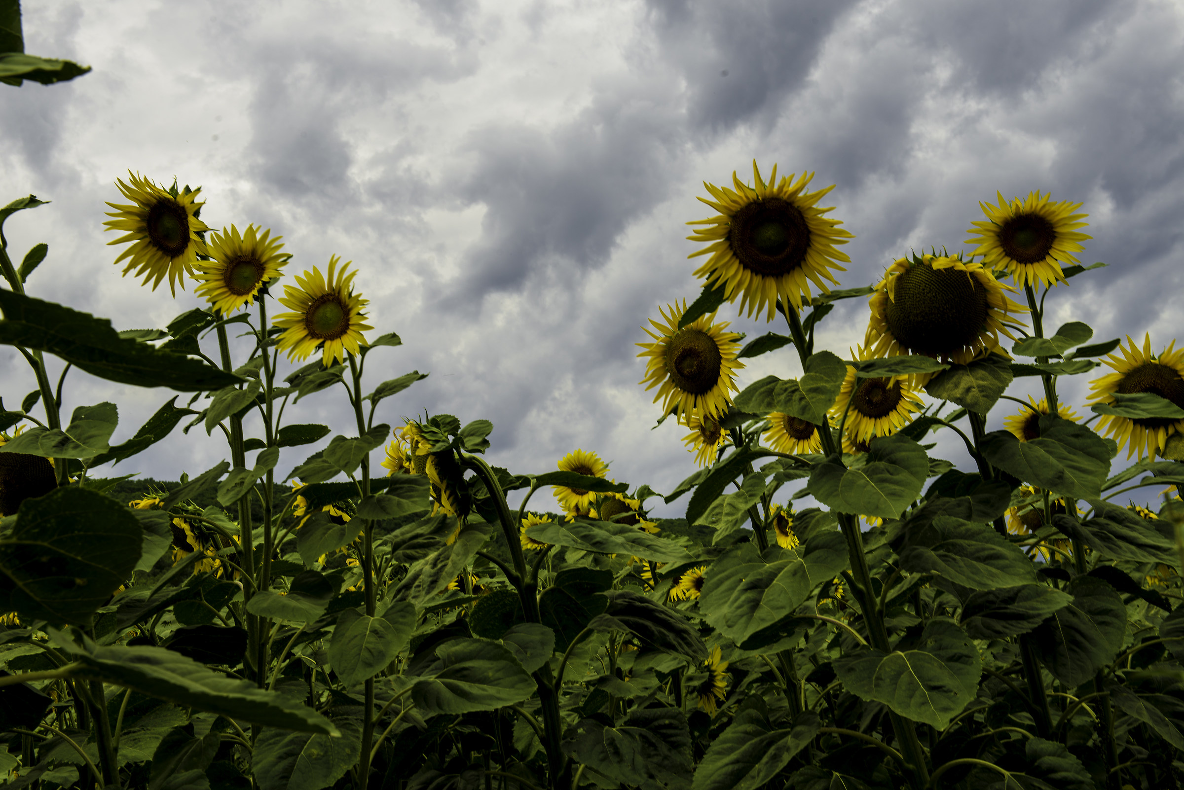 Provenza, girasoli