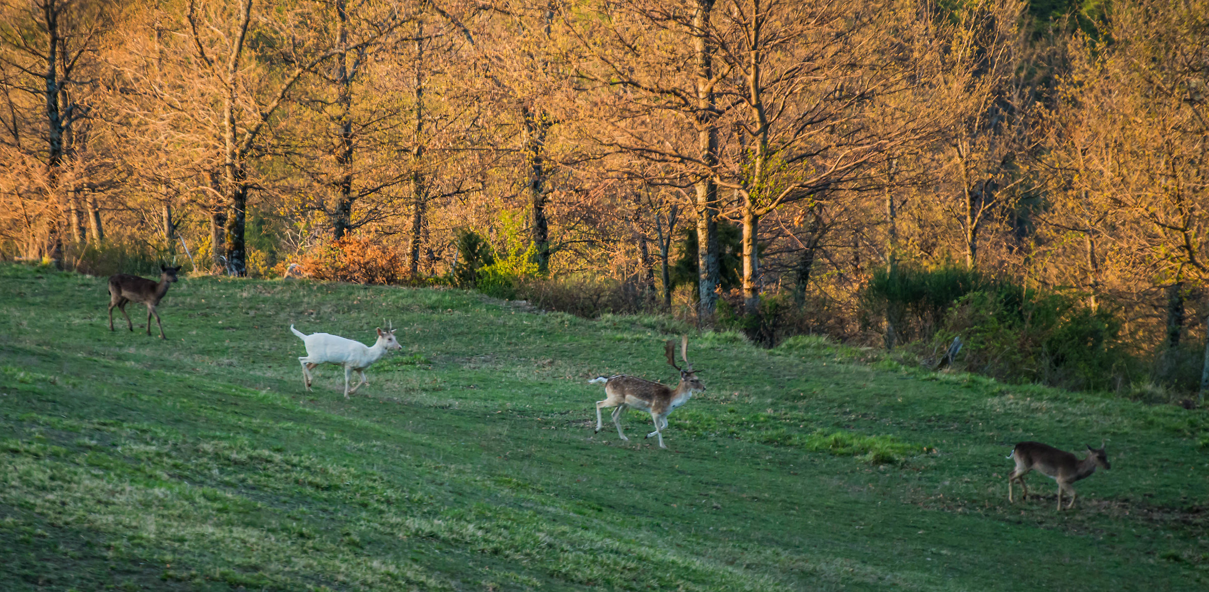 Albino in Casentino