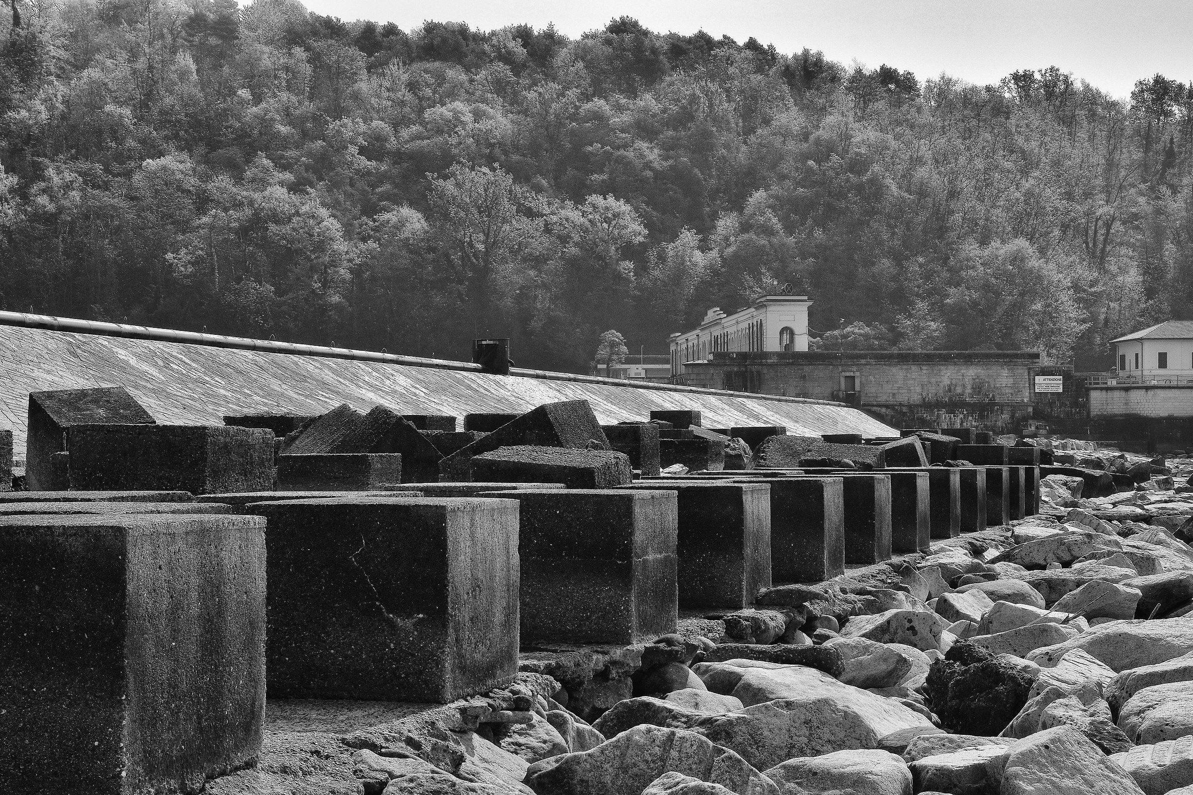 Dam of the white / black Panperduto