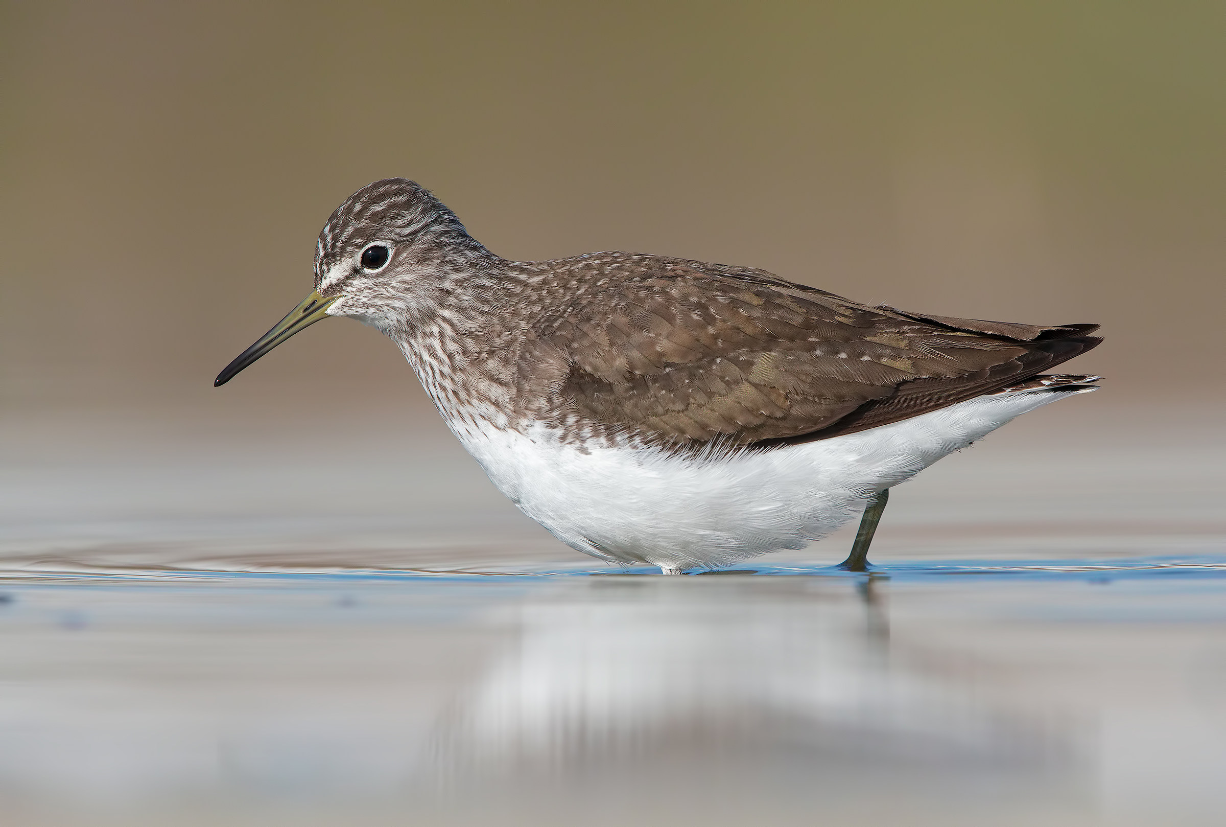 Green Sandpiper