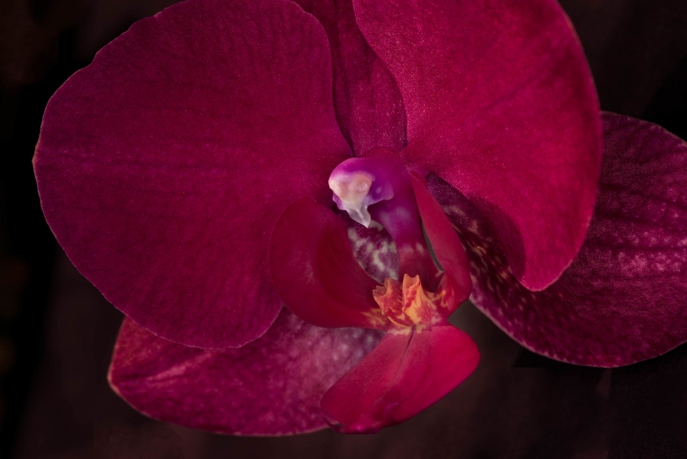 Orchid inside