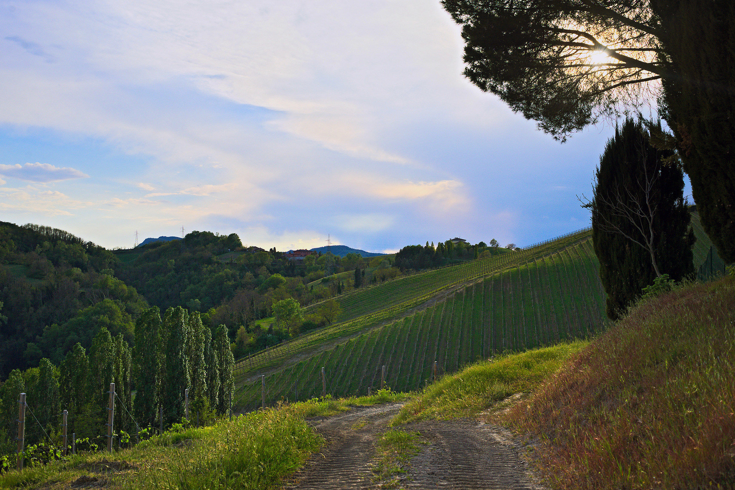 Towards the vineyard