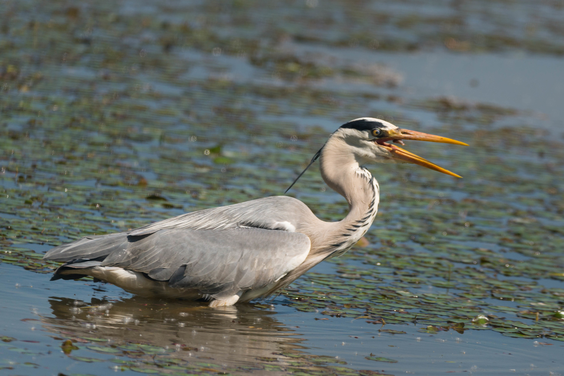 Cinerino: preso e mangiato