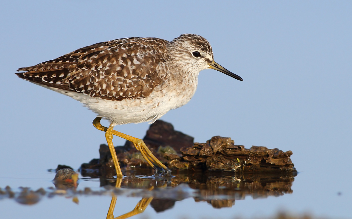 Wood Sandpiper