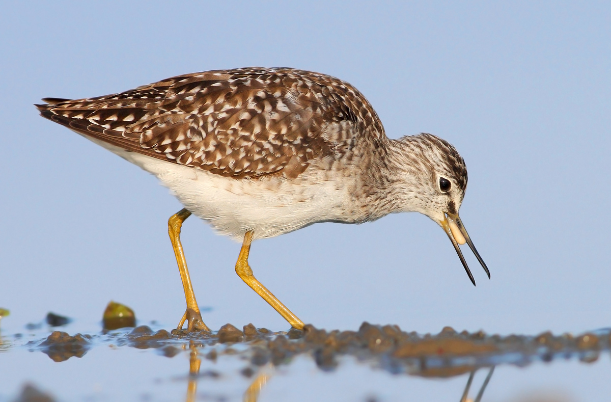 Wood Sandpiper
