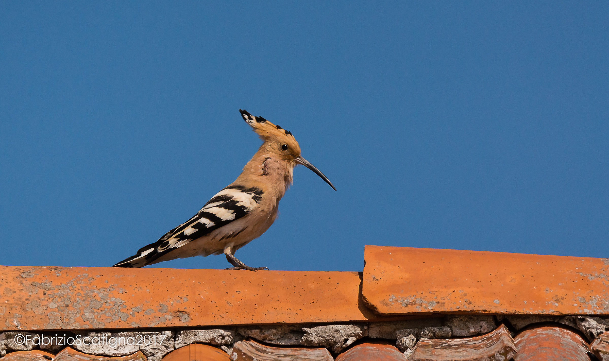 My first Hoopoe ... and with the new Tamron