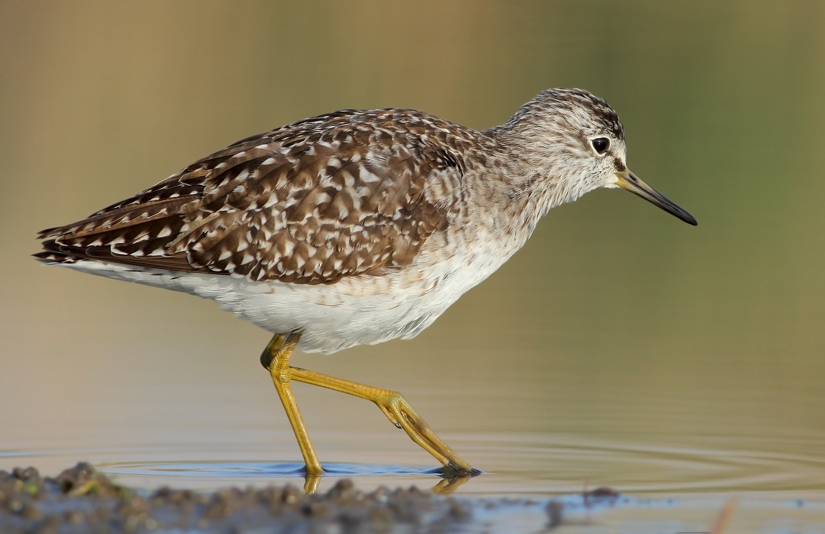 Wood Sandpiper