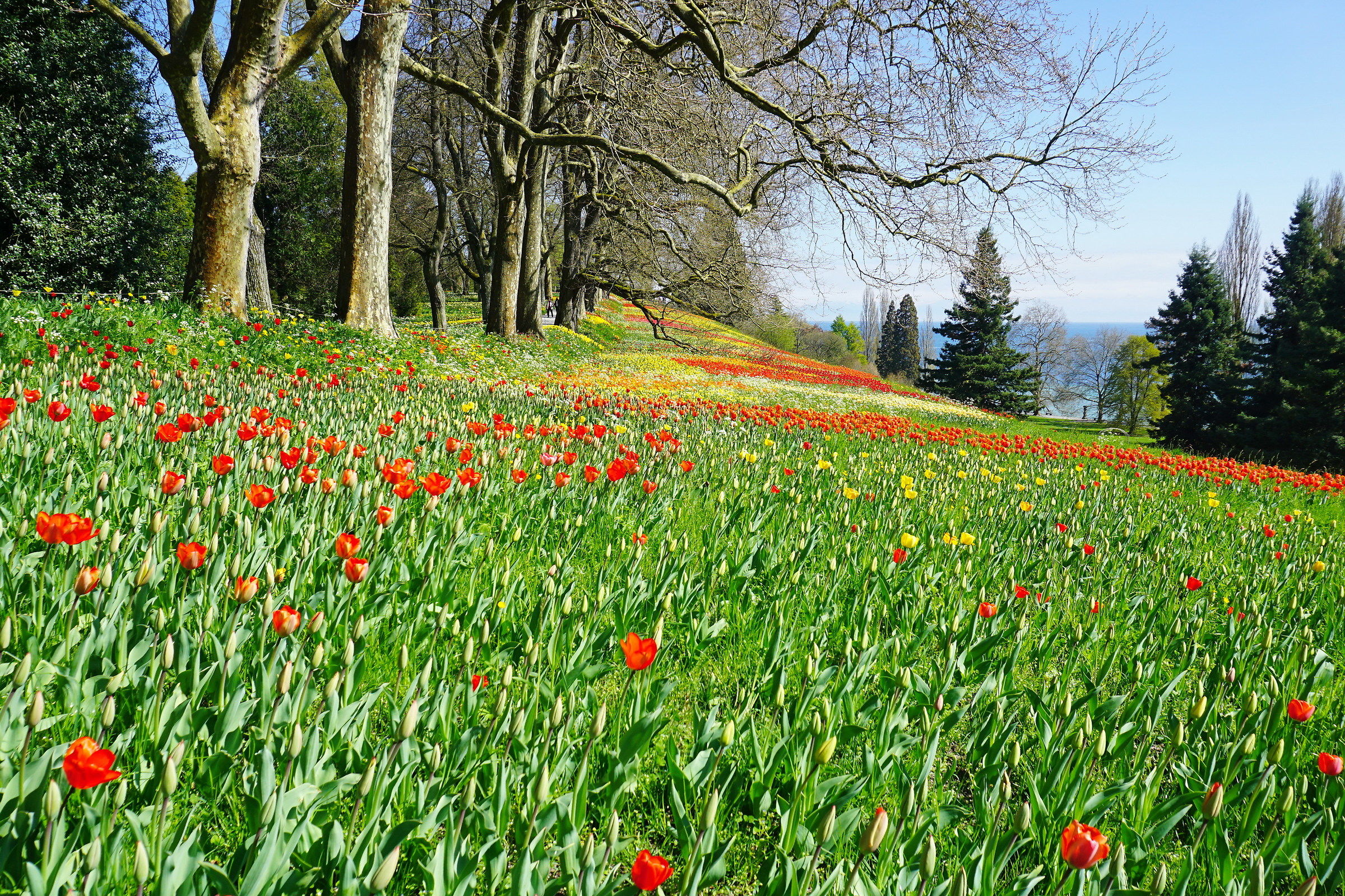 Spring in Mainau