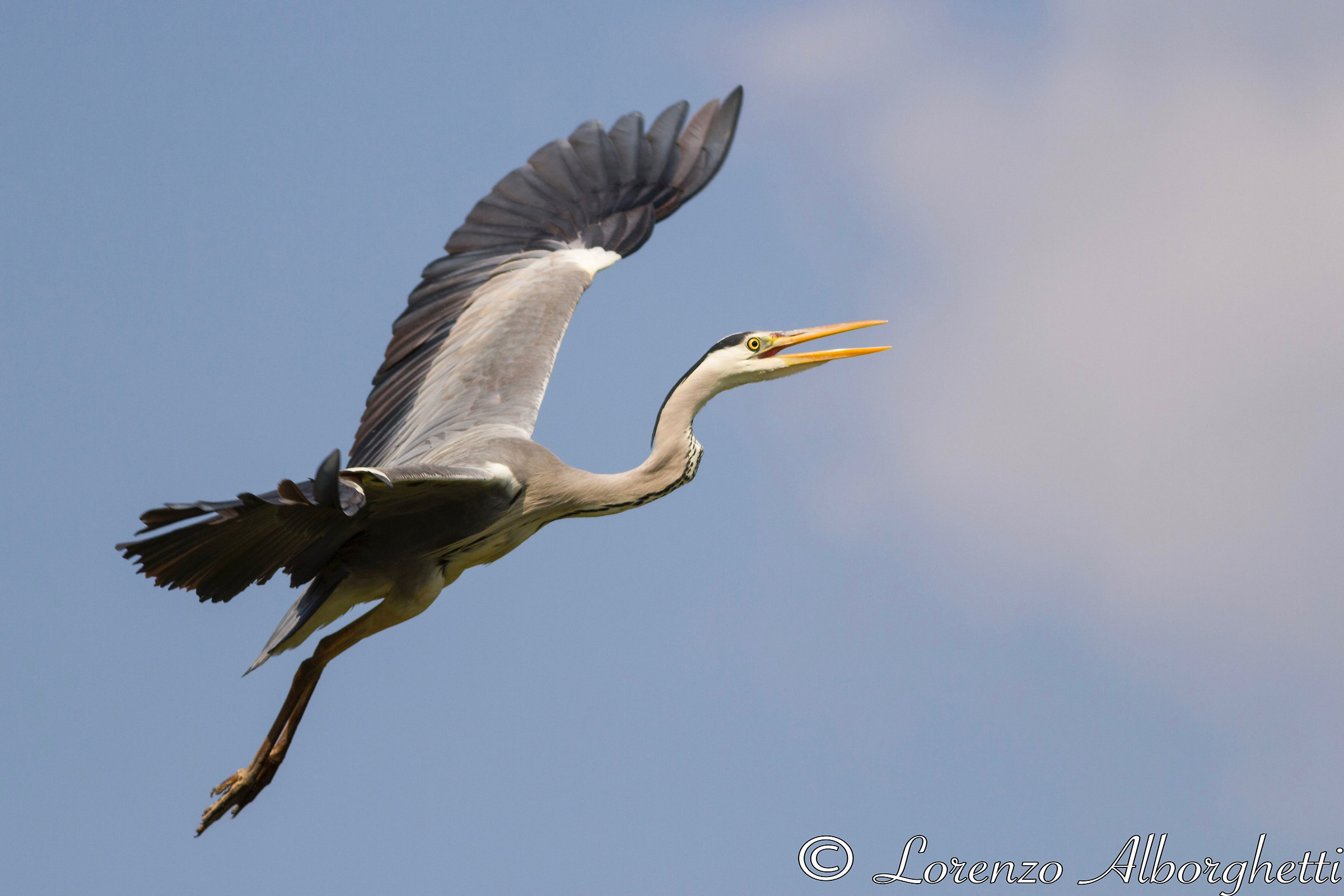 Airone Grigio - grey heron