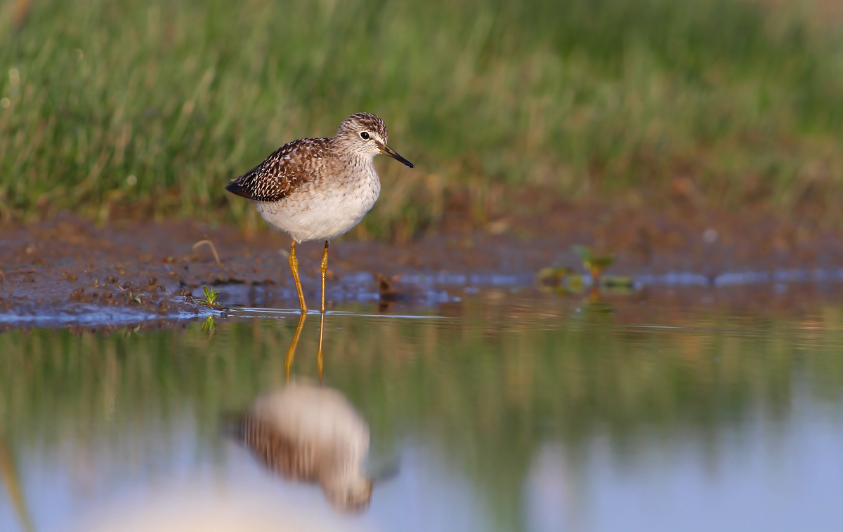 Wood Sandpiper