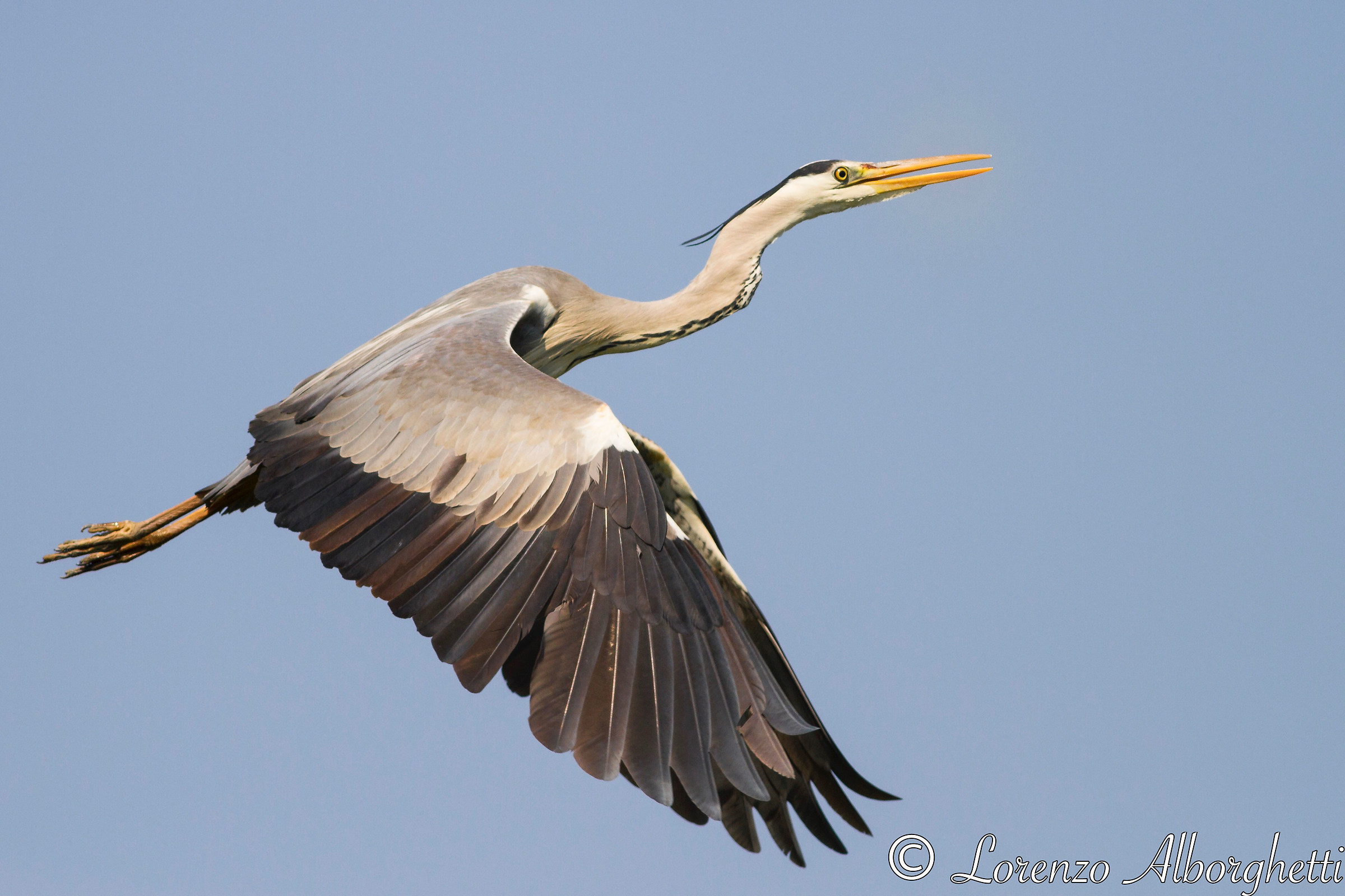 Airone Grigio profilo - grey heron profile