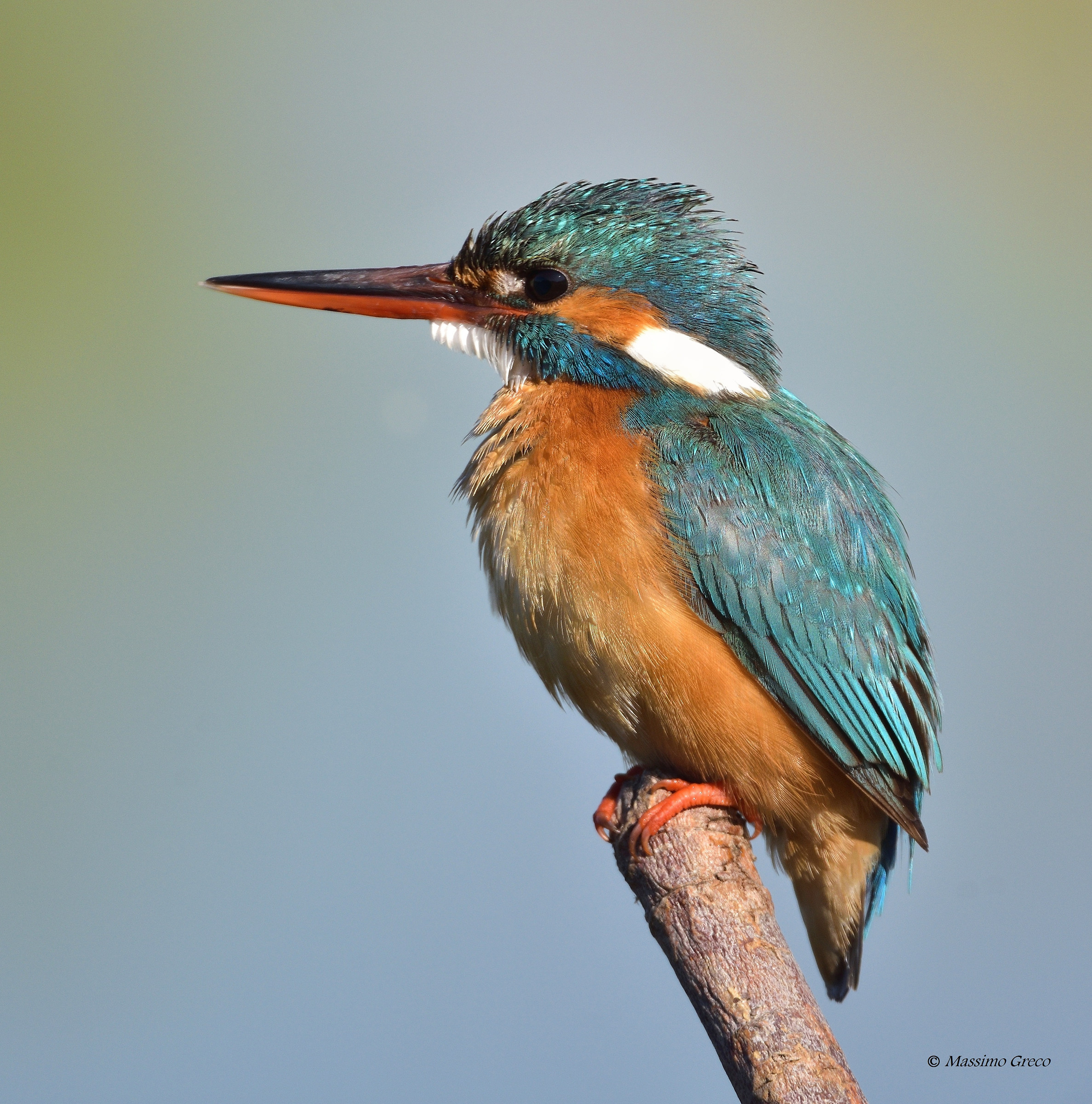 Femmina di Martin pescatore (Alcedo atthis)