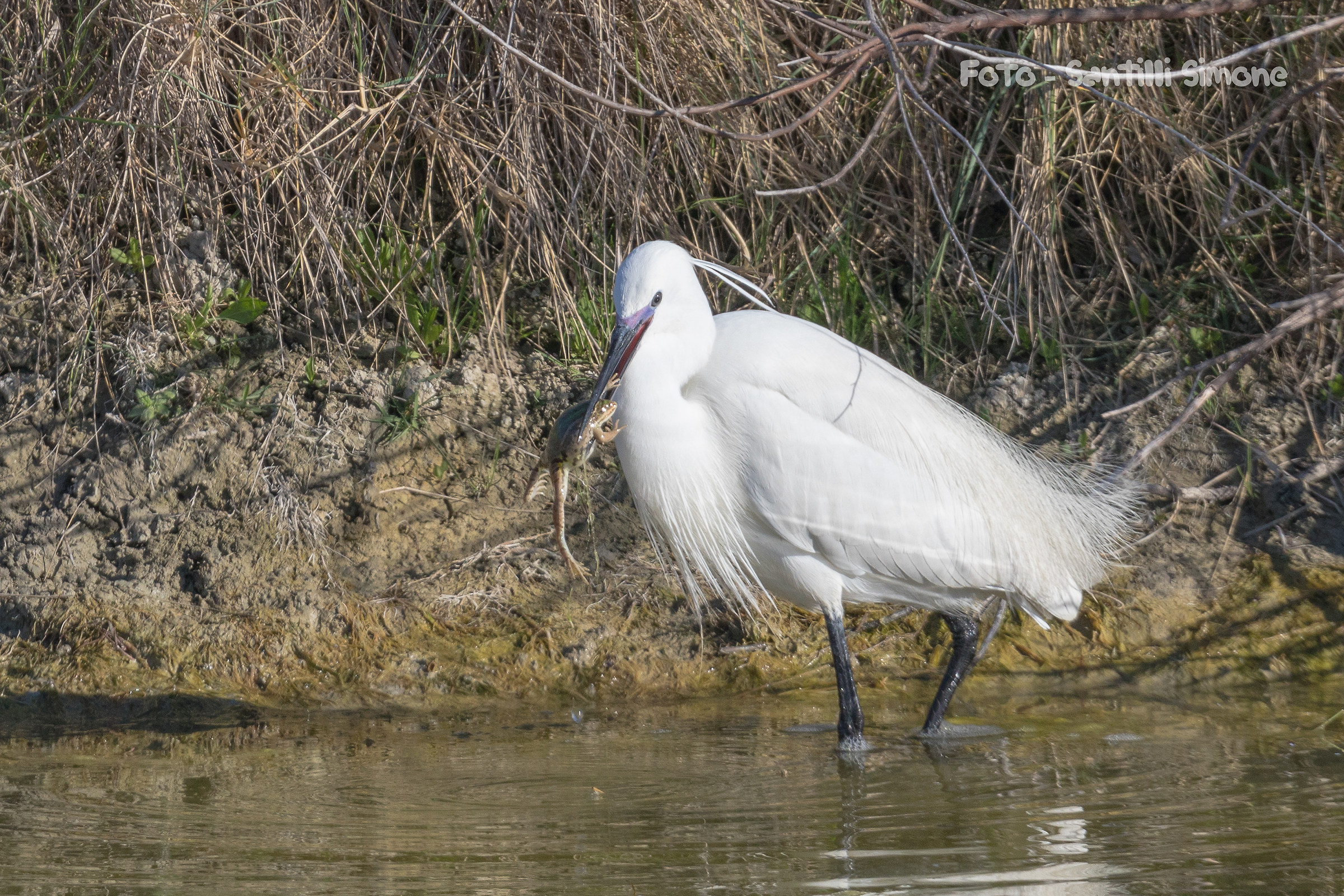 hearty meal for the 'Egret Egret