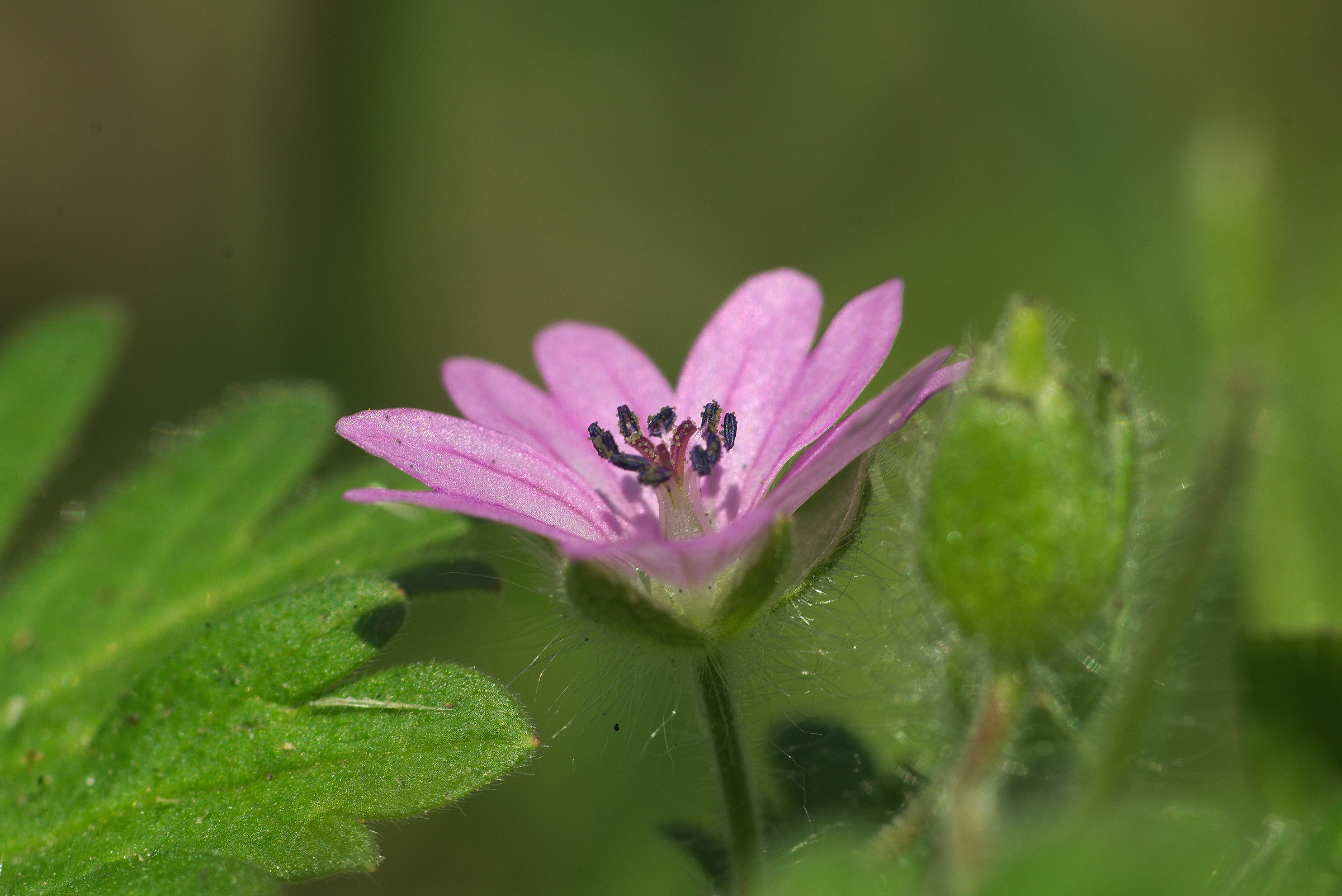 Fiorellino viola