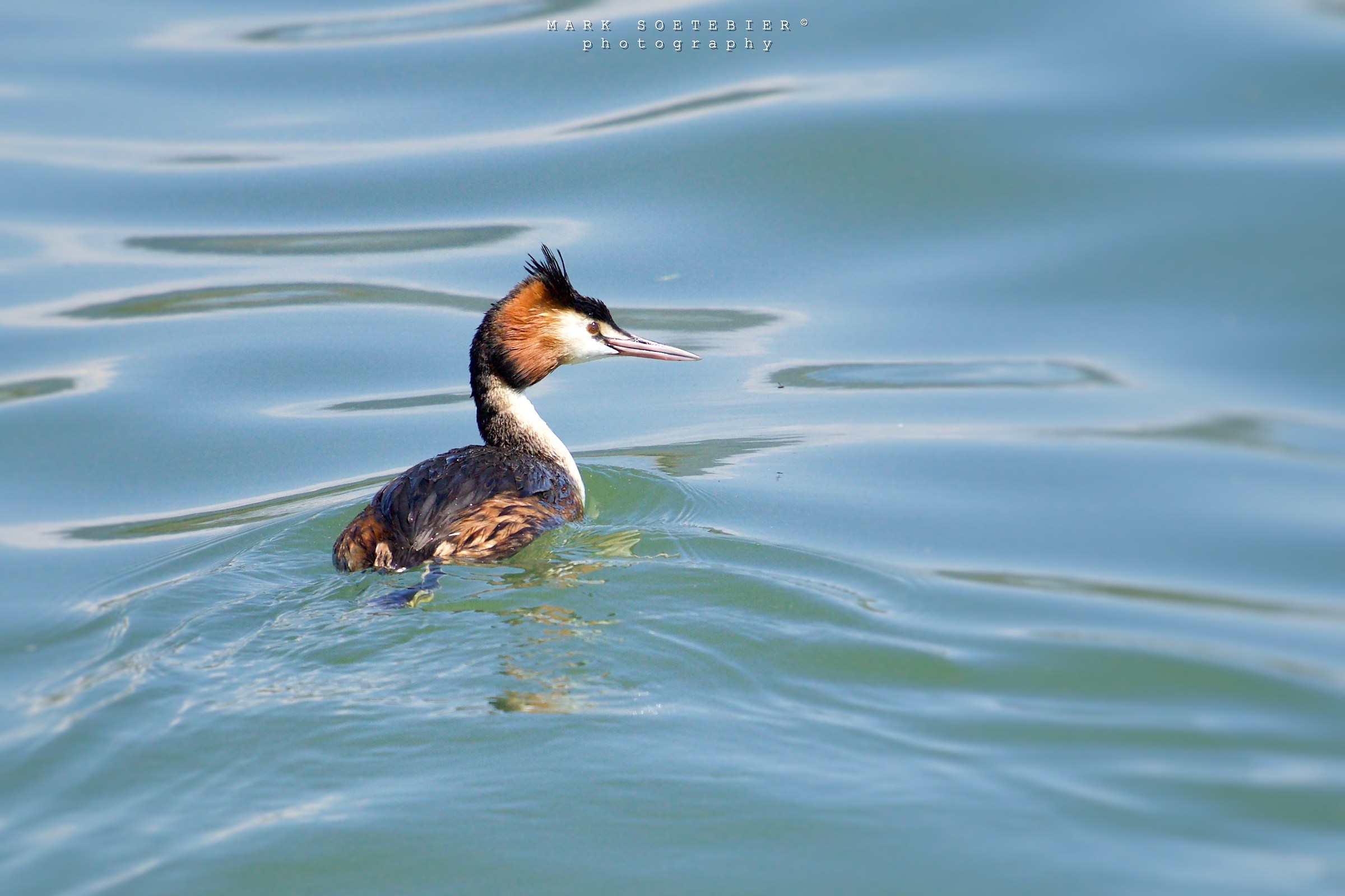 Grebe