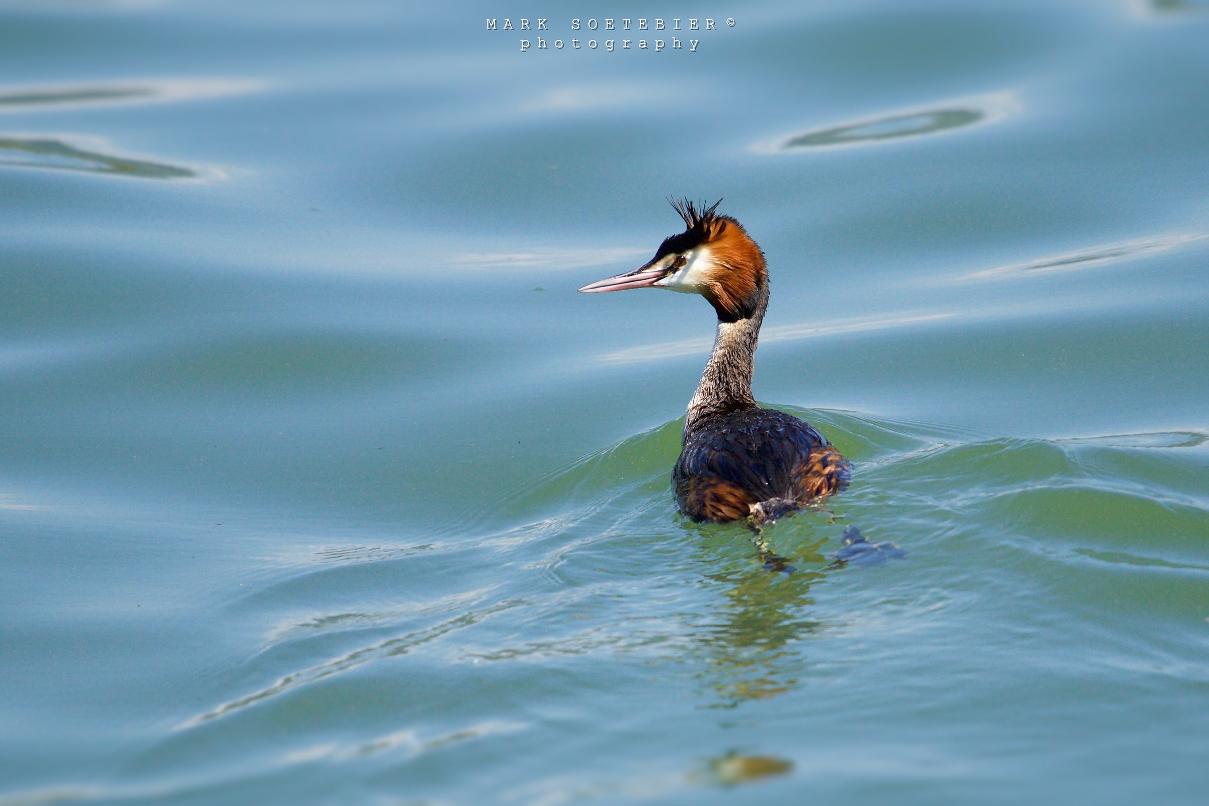 grebe