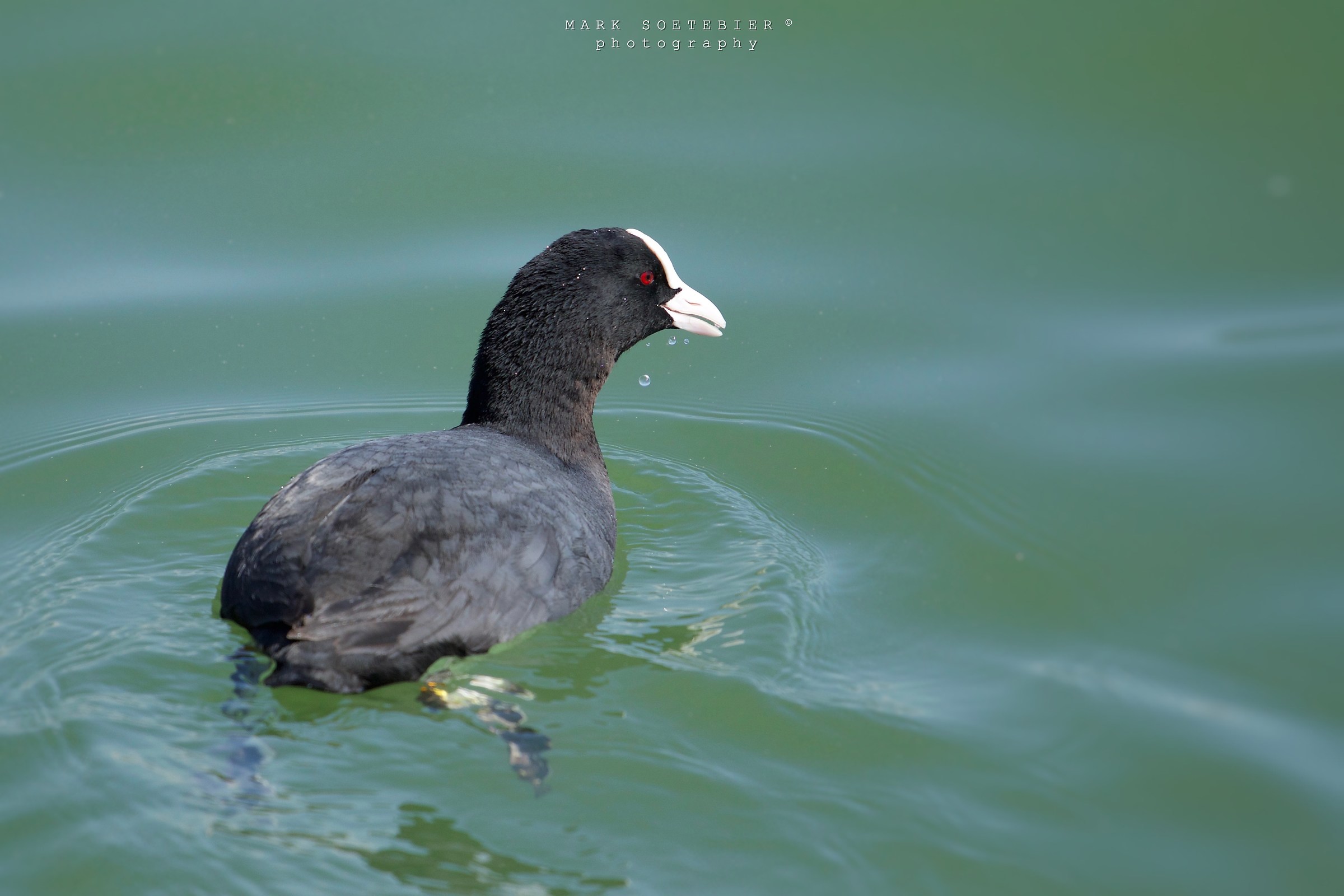 coot