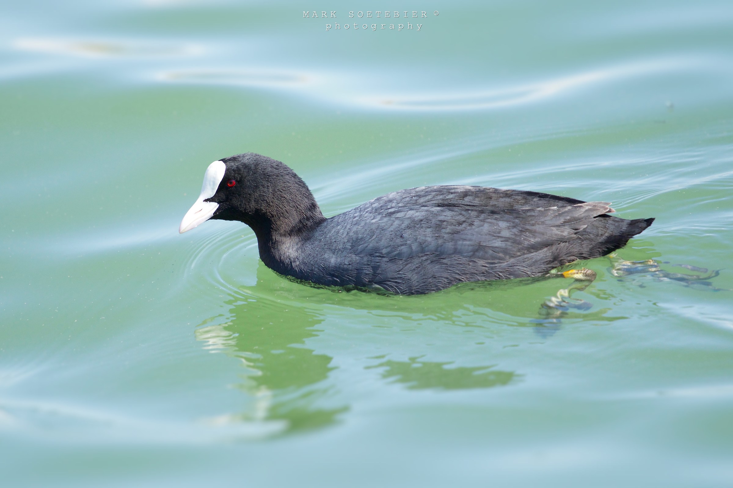 coot