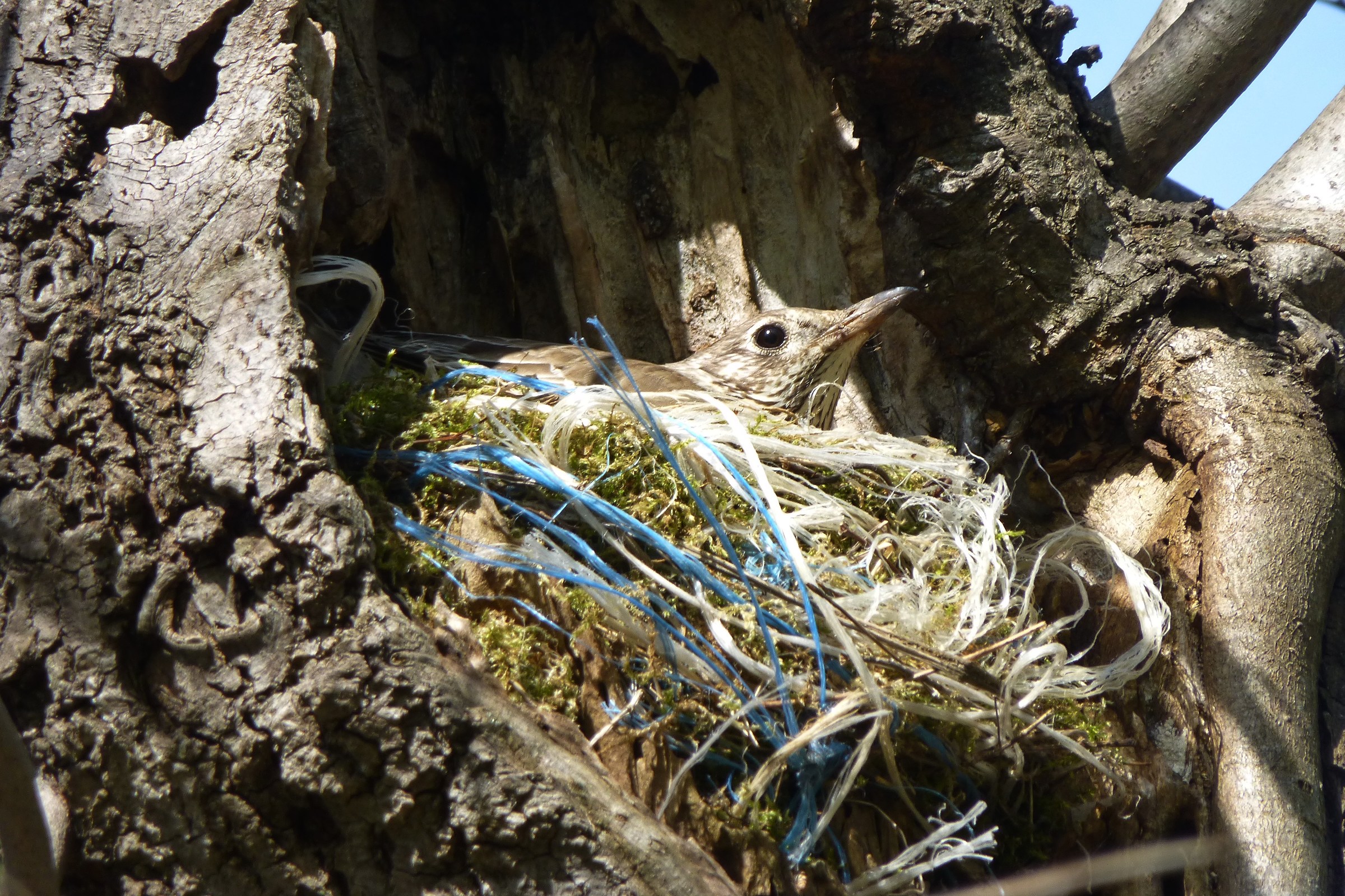 brooding and keeping watch