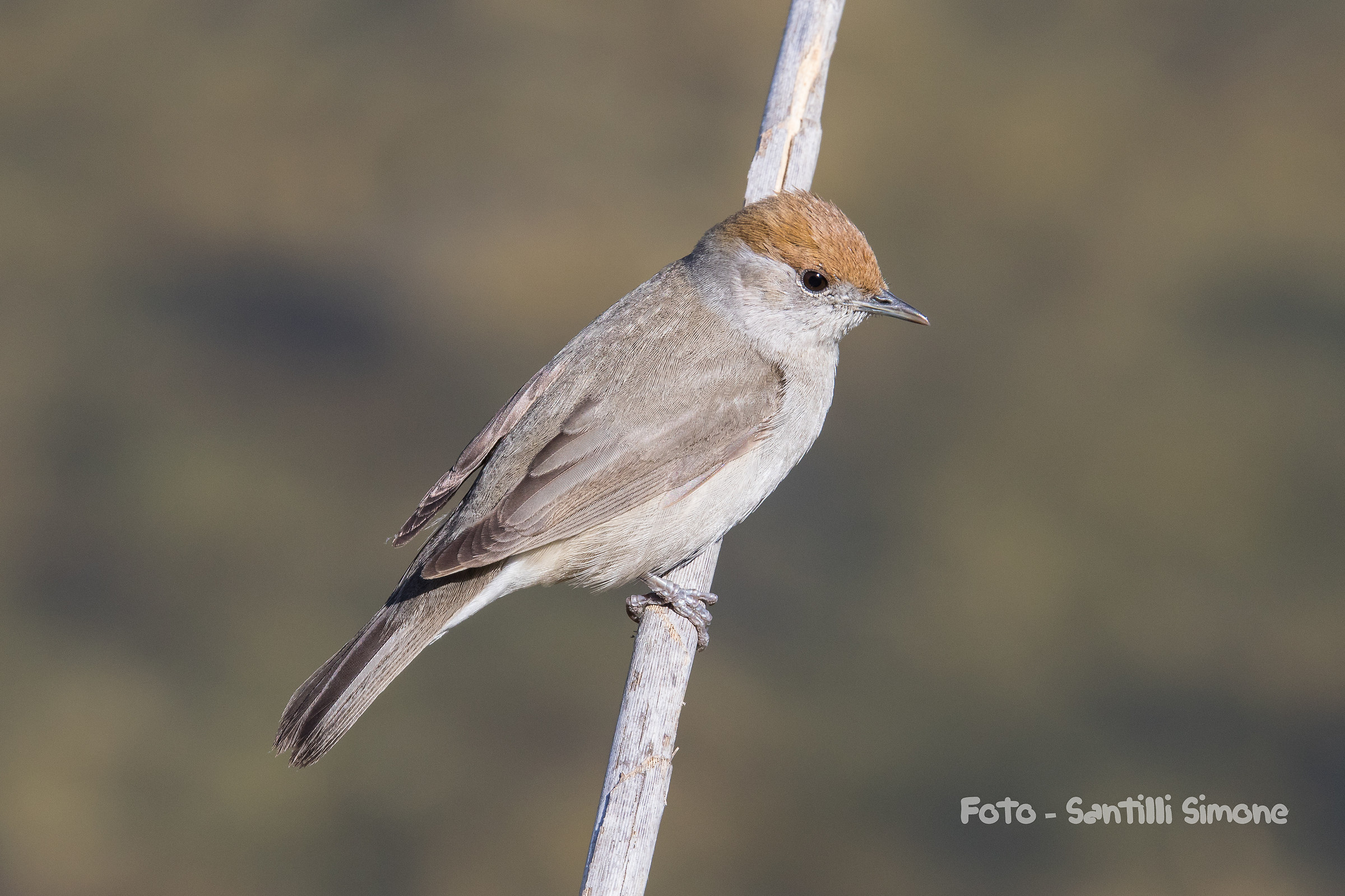 Blackcap female