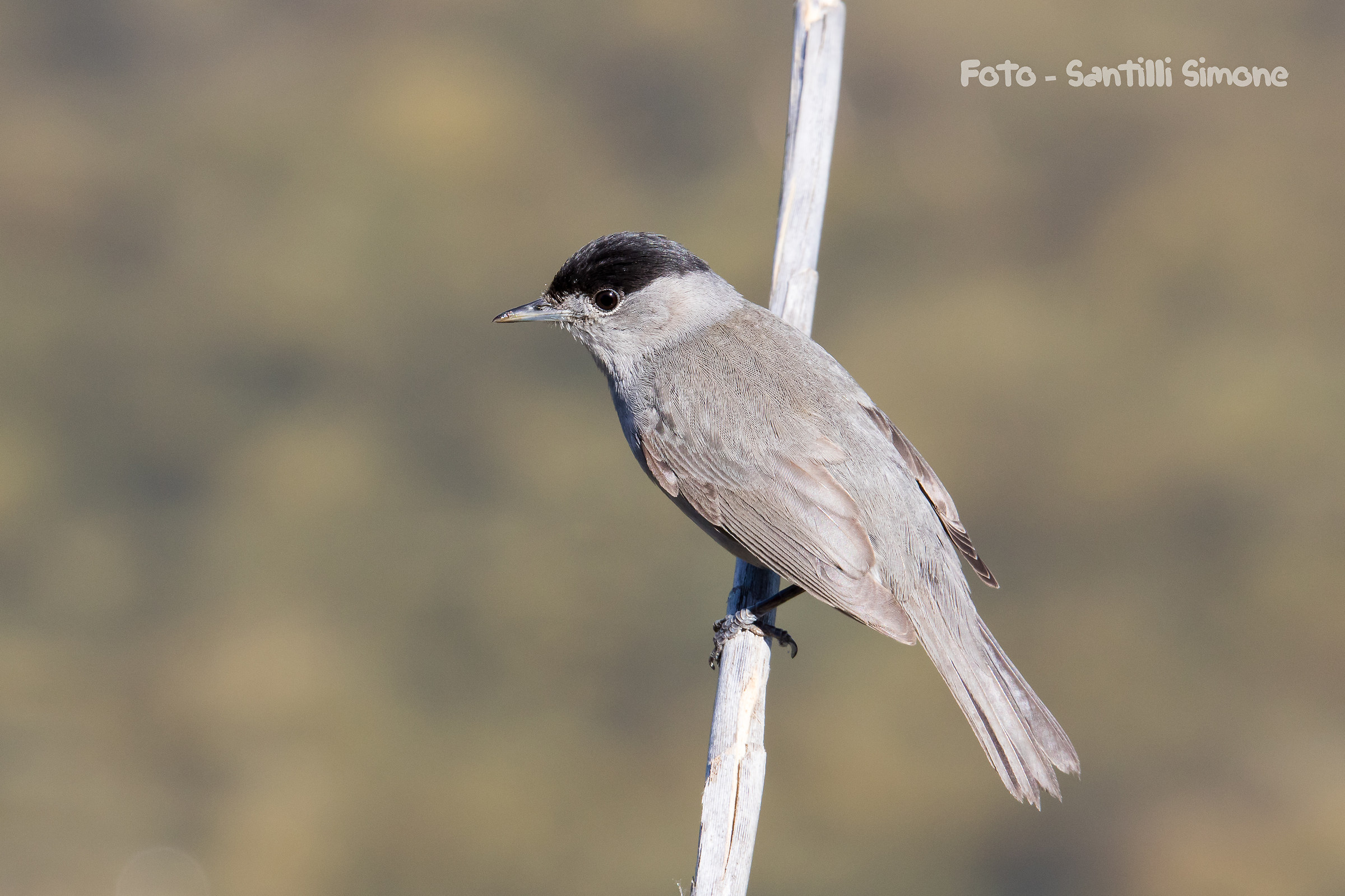 Blackcap male