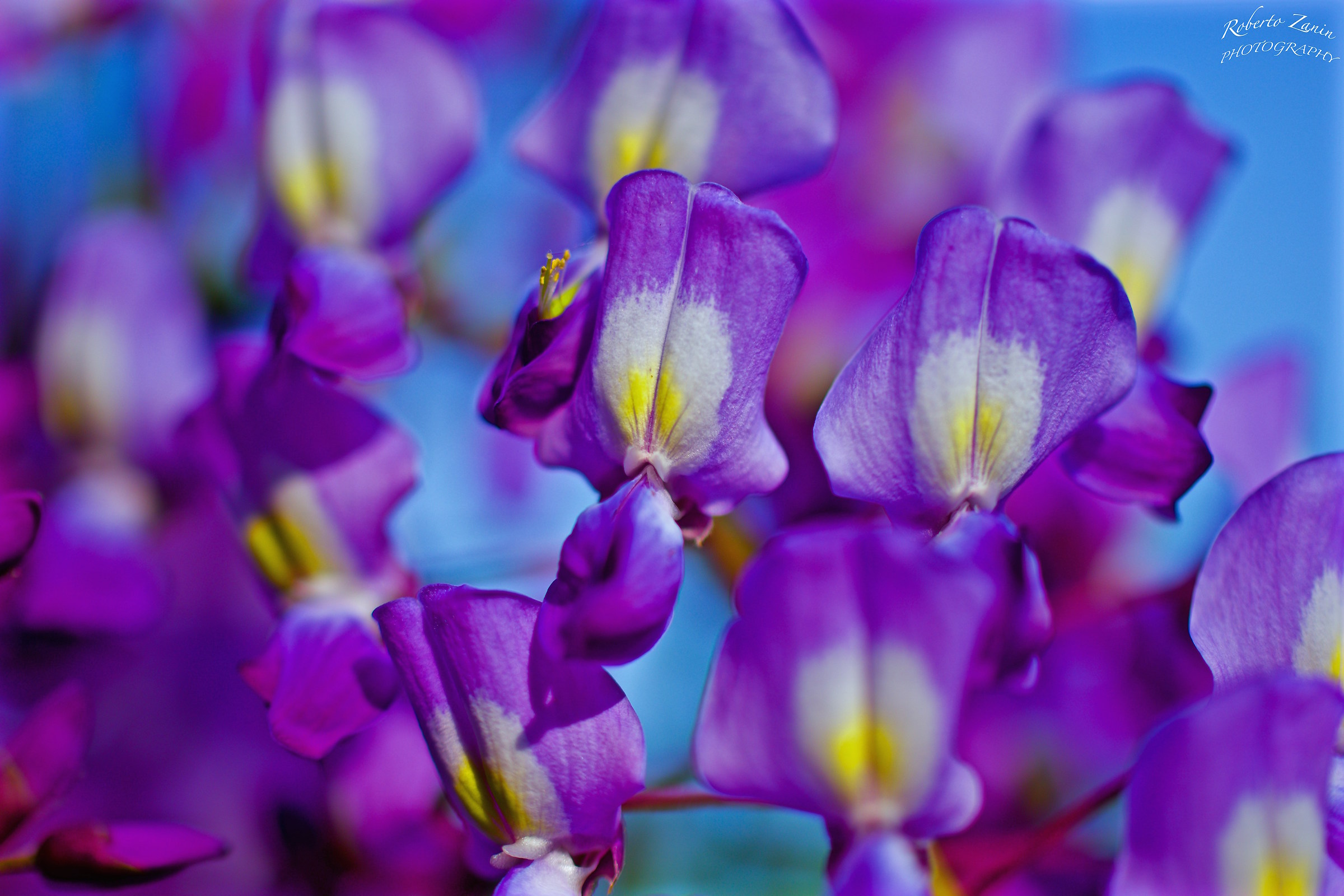 Fioritura del glicine