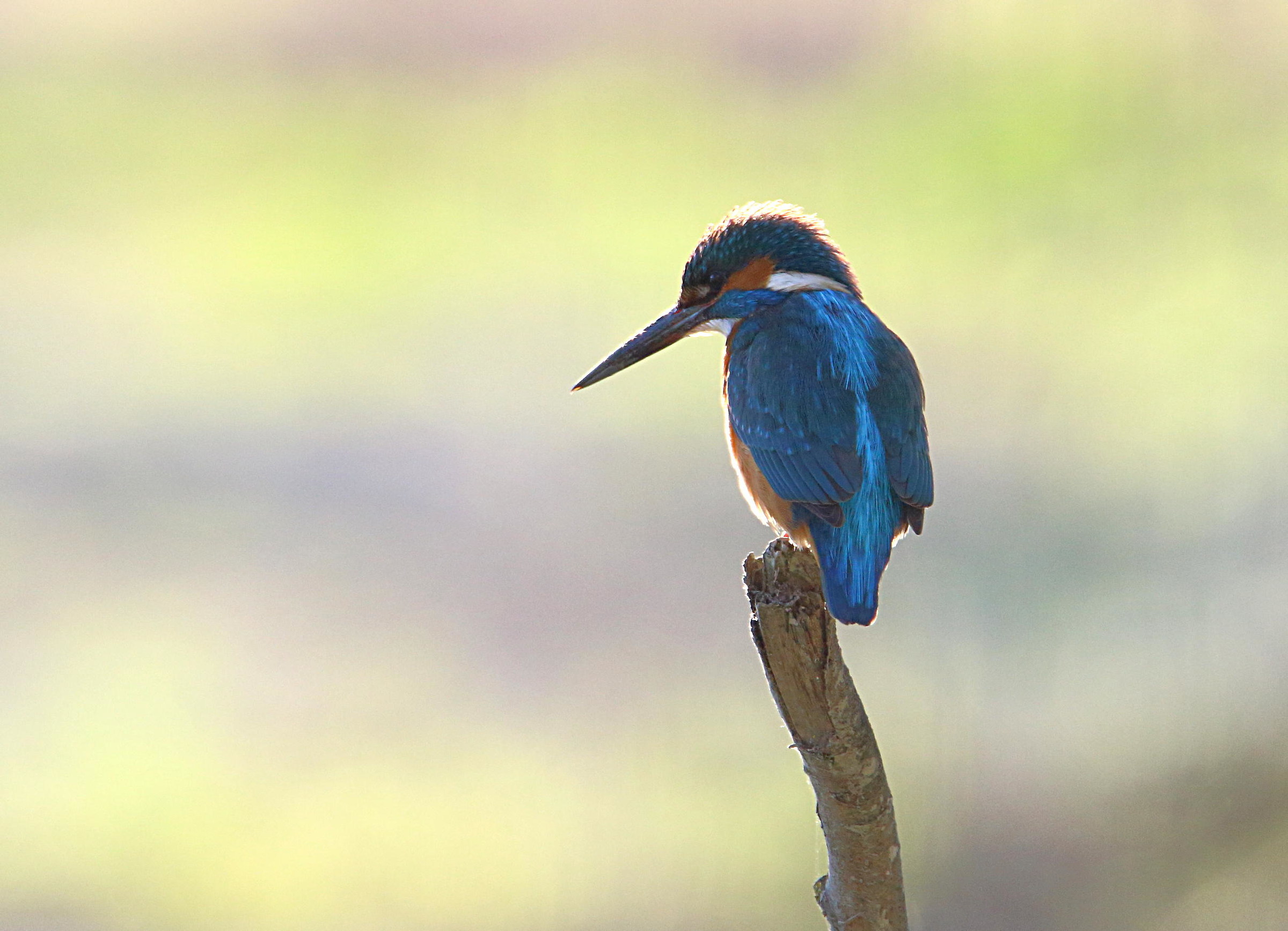 Kingfisher