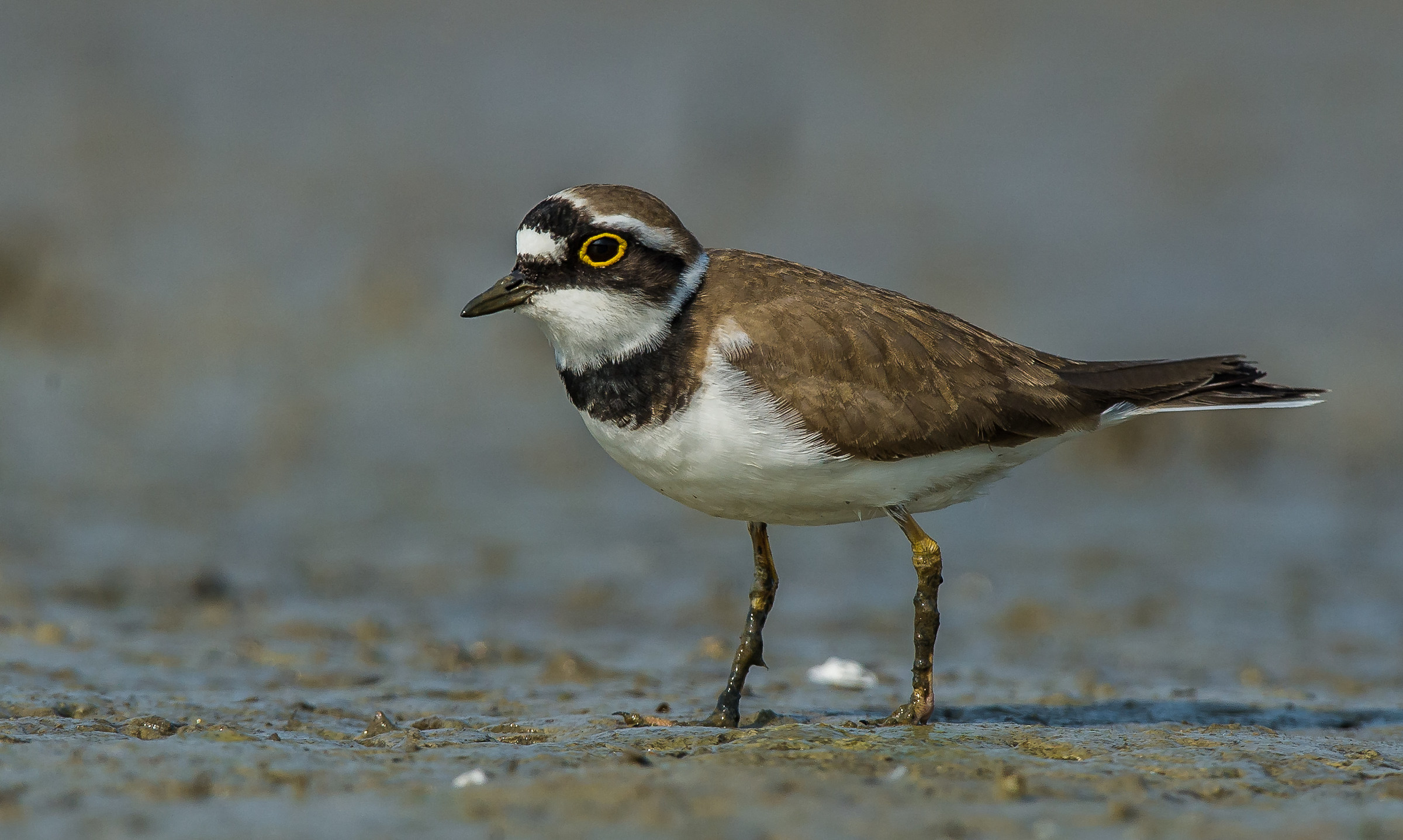 little Ringed Plover