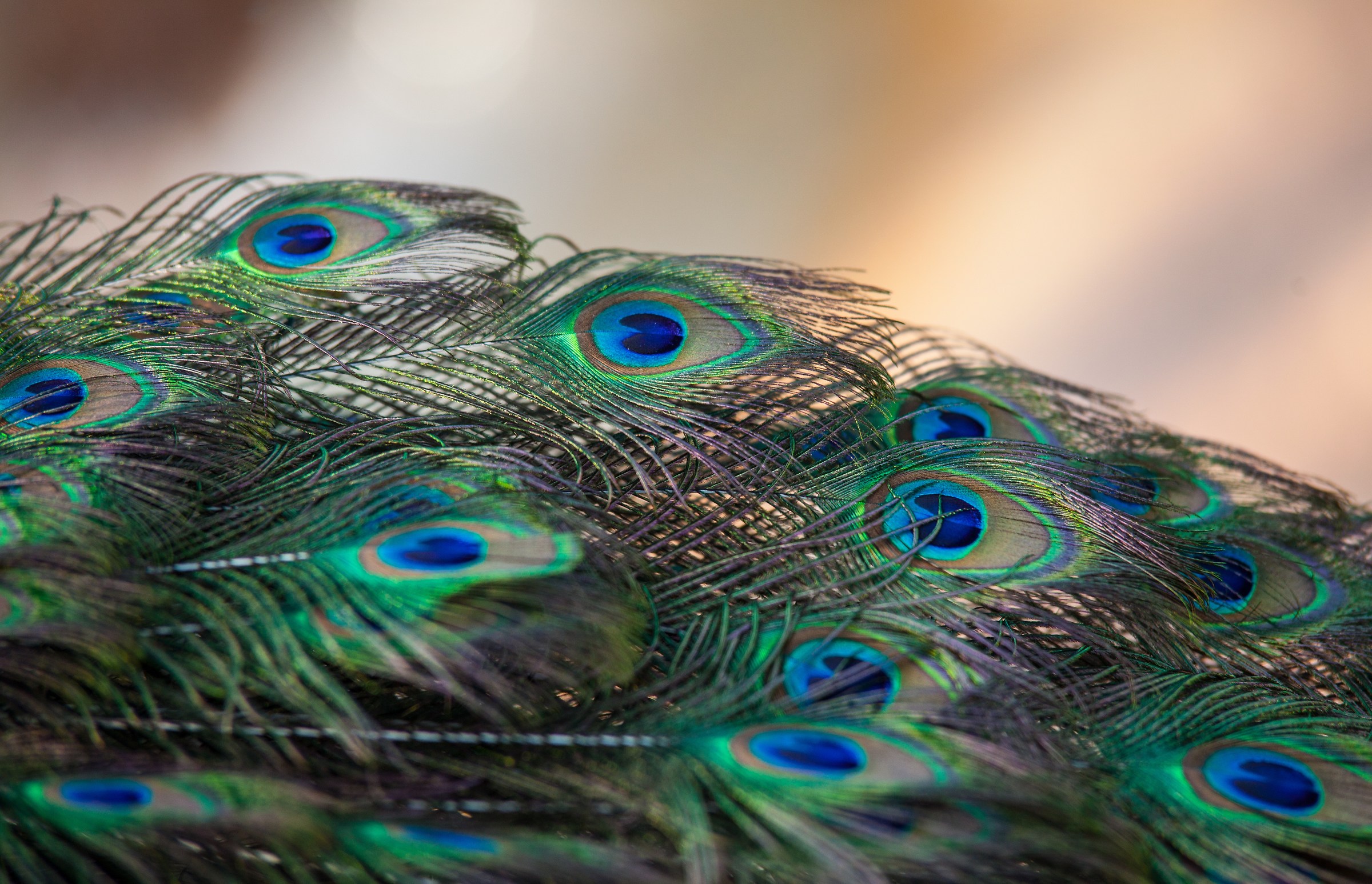 Peacock Details