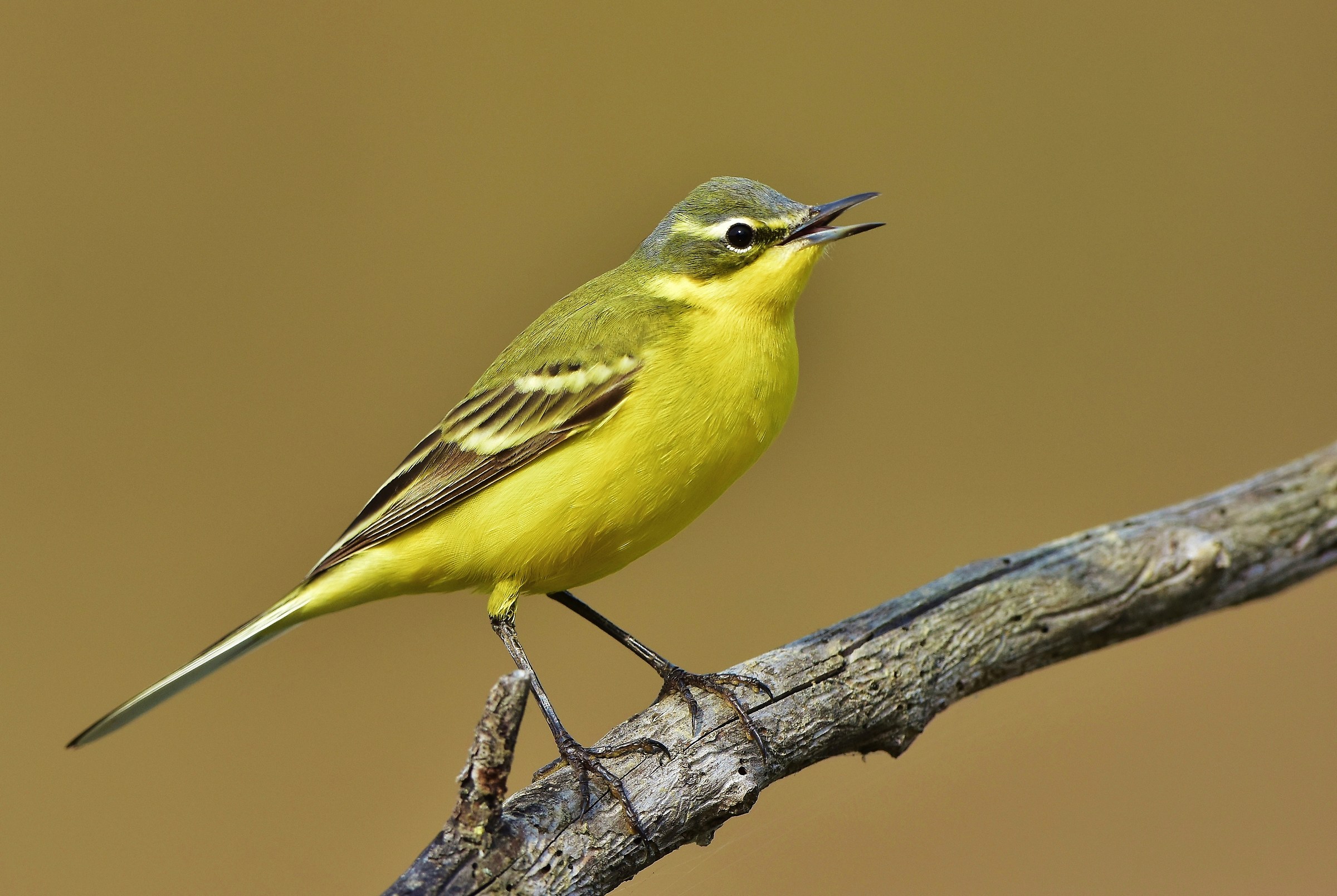 The Yellow wagtail