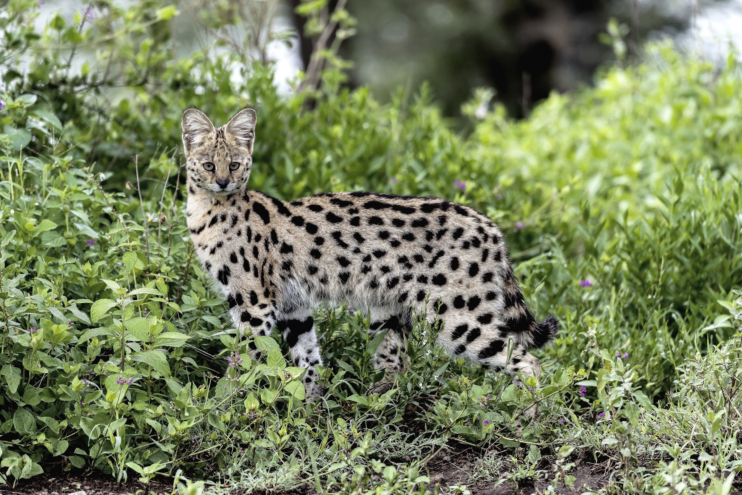 Tanzania 2017 - In posa all'alba