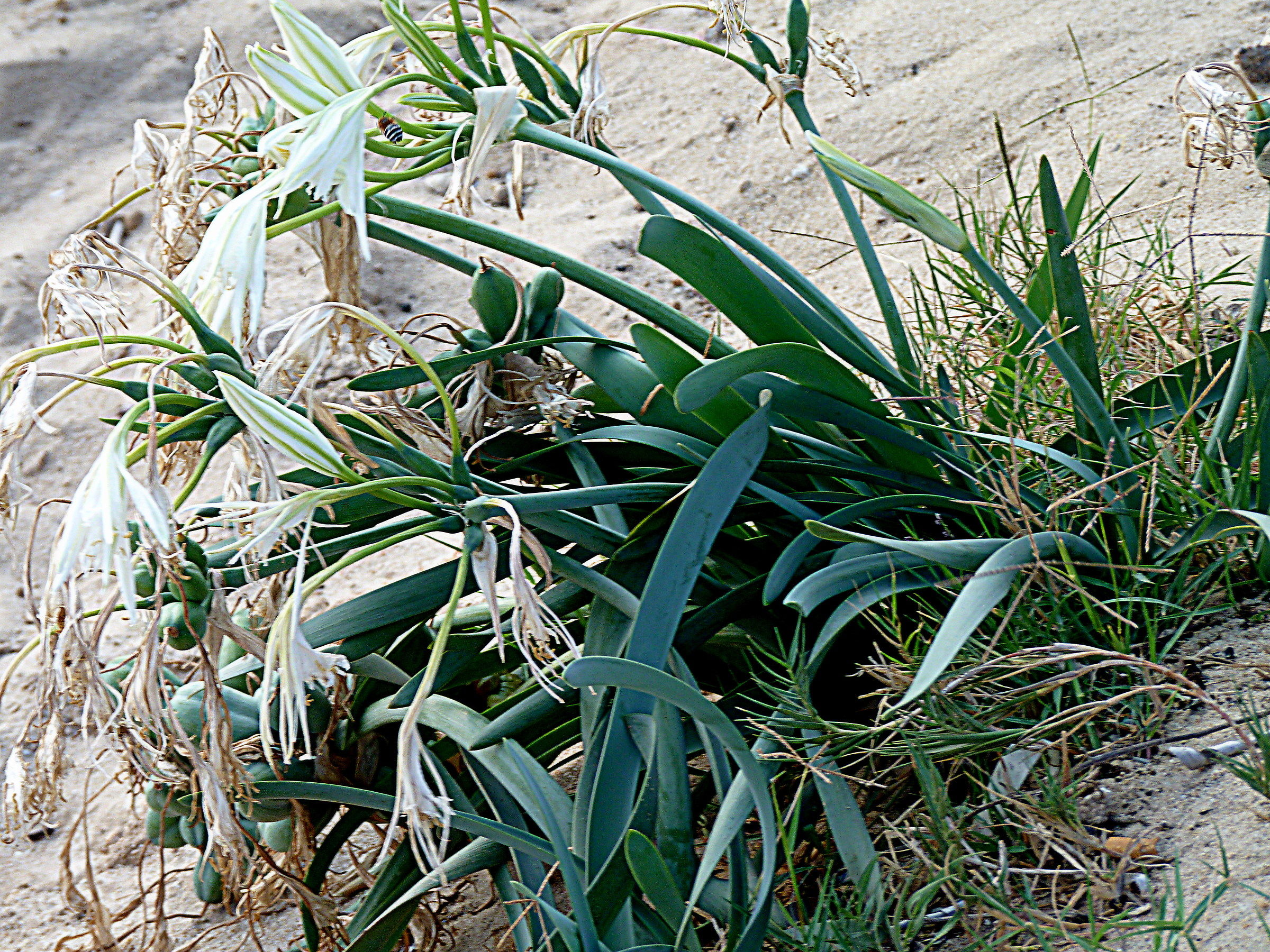 sea ??lily (Pancratium maritimum)