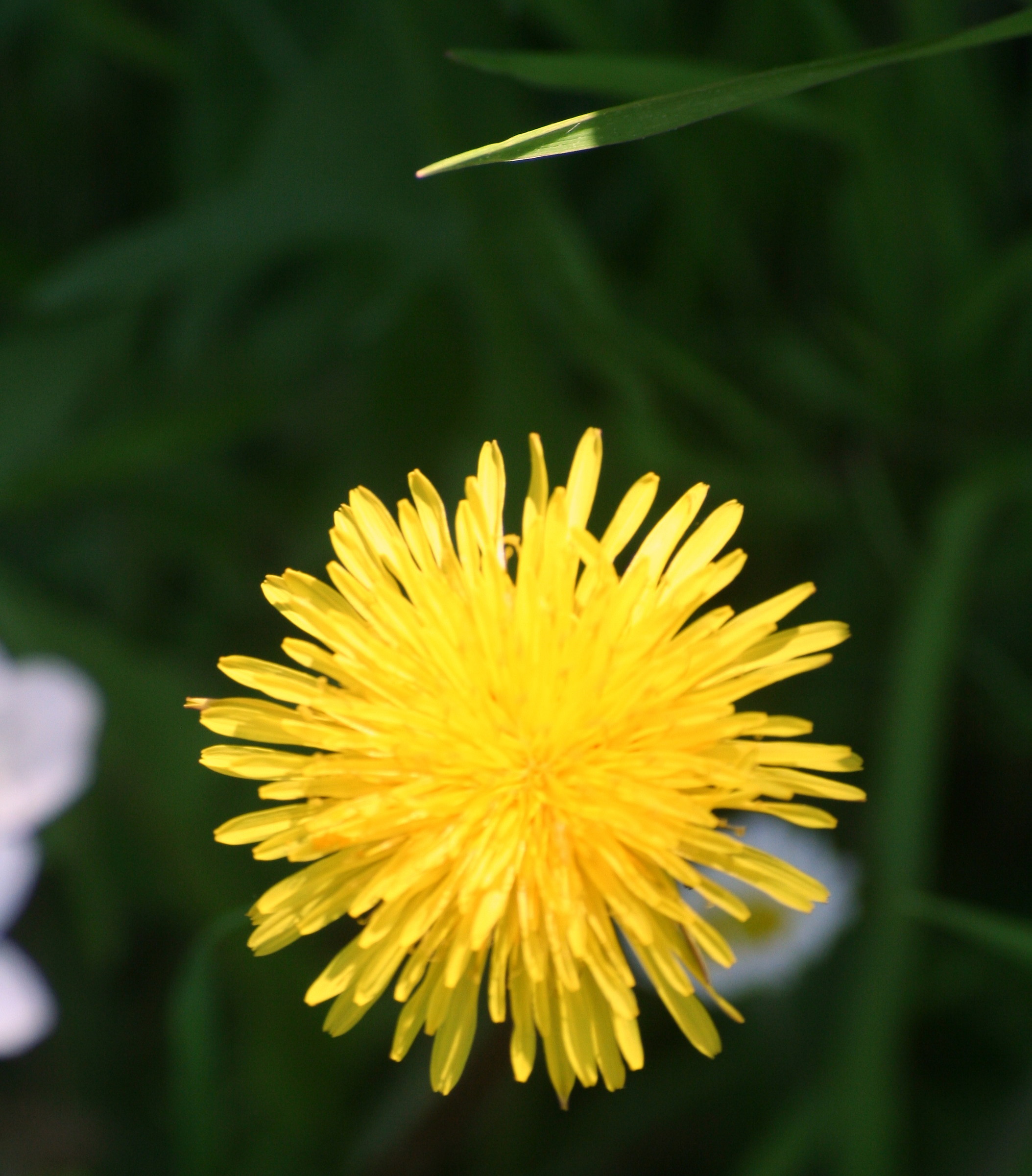 dandelion flower